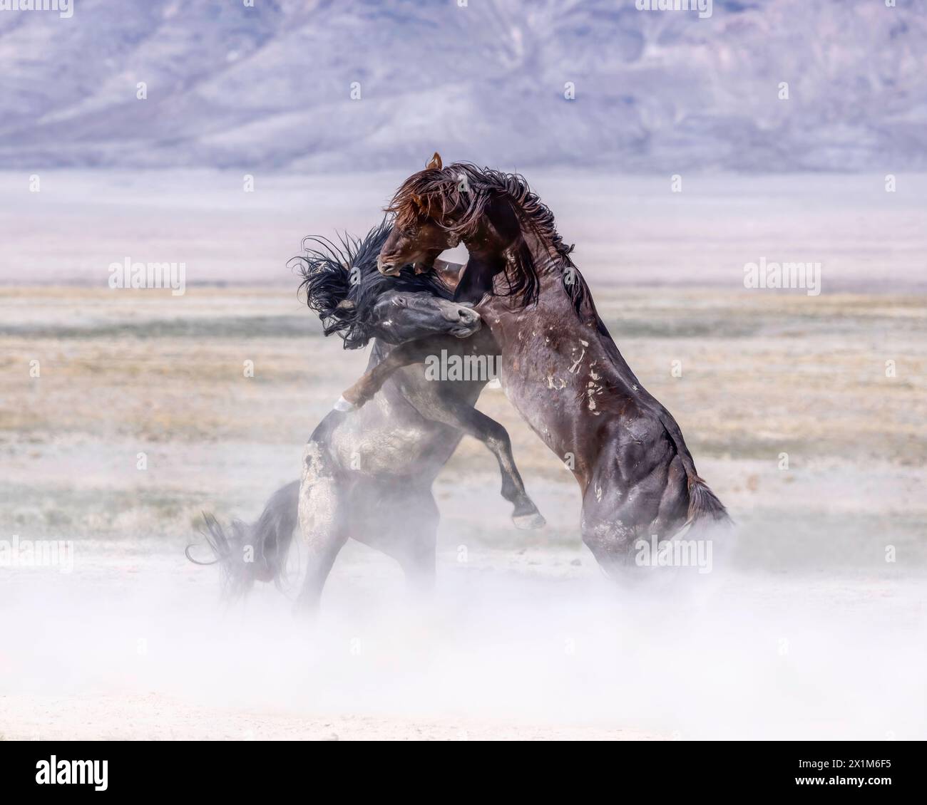 Die Wildpferdeherde des Onaqui Mountain hat eine leichte bis mittelschwere Struktur und ist in Farben wie Sauerampfer, roan, Buchleder, Schwarz, Palomino, und grau. Stockfoto