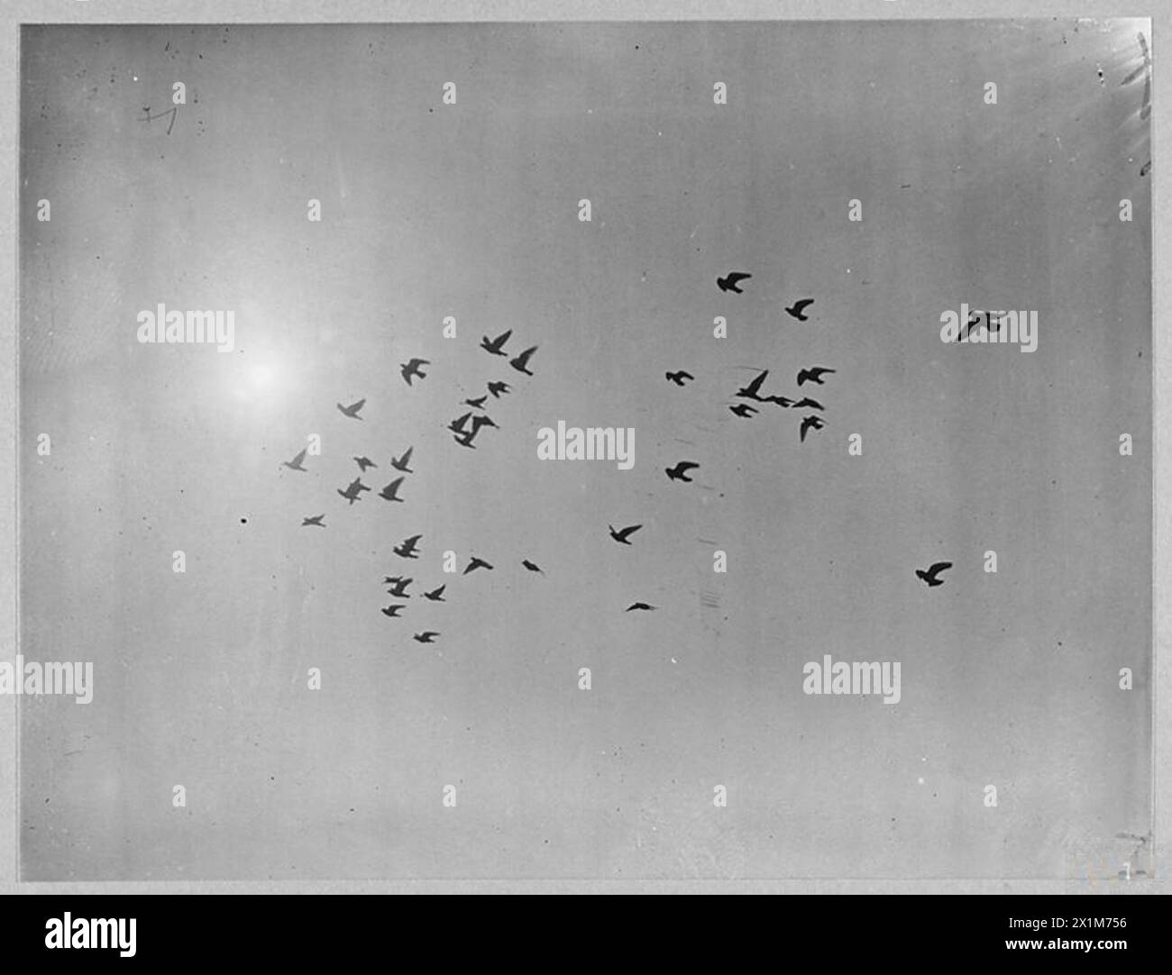 Das RAF Coastal Command nutzt Tauben, um Nachrichten während der Atlantikschlacht zu transportieren und hilft bei der Rettung der auf See niedergezwungenen Flugbesatzung. Stockfoto