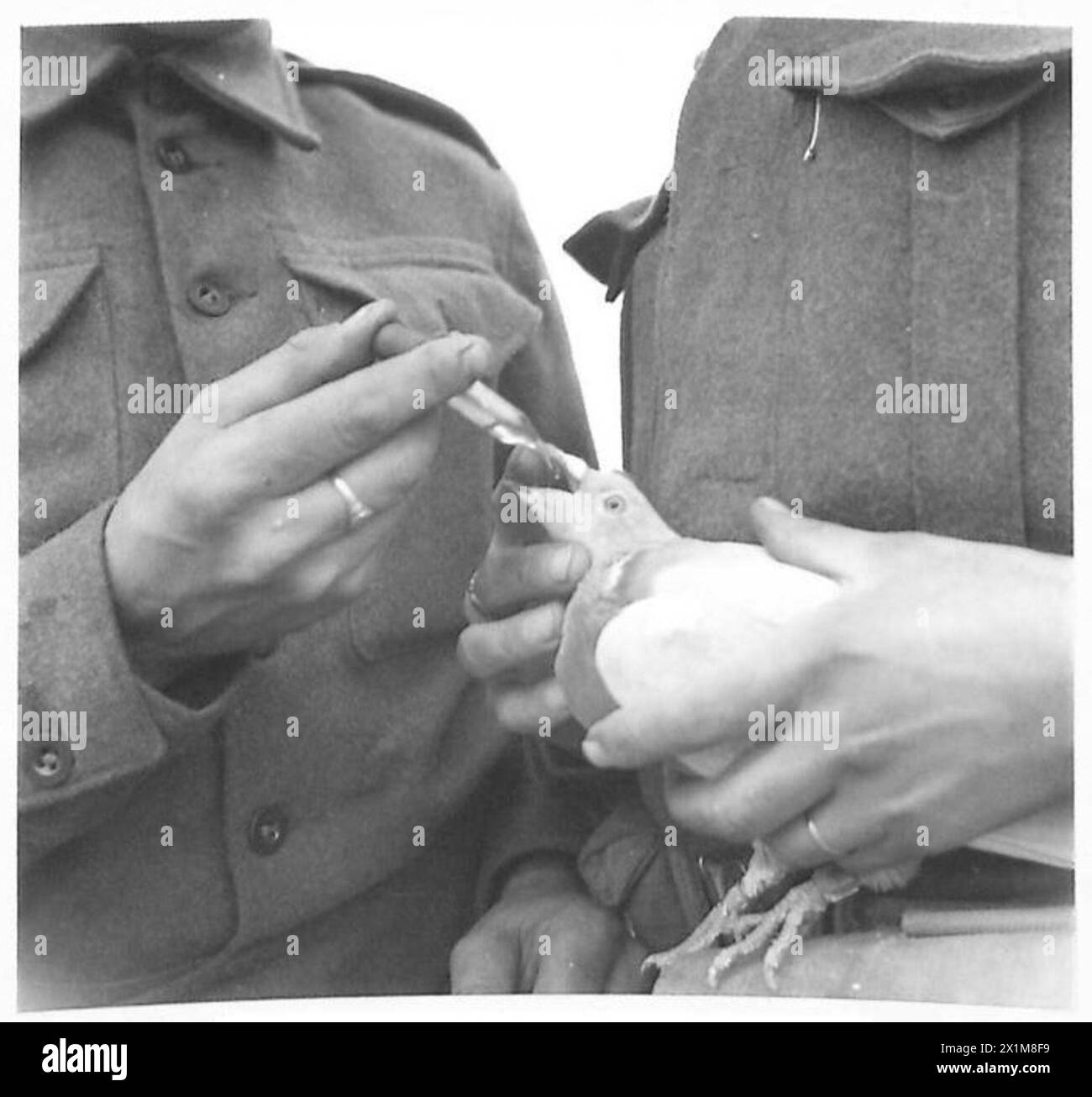 DIE BRITISCHE ARMEE IM ITALIENISCHEN FELDZUG, 1943-1945 - diese spezielle Taubenabteilung wurde von Sergeant A. B. King (aus Wishaw, Lanarkshire) und seinen beiden Untergebenen - Lance Corporal H. J. Jones (aus Bromsgrove, Worcestershire) und Signalman J. D. Clough (aus St. Helens, Lancashire). Zwei davon sind auf dem Bild zu sehen. Soldaten des Royal Corps of Signals füttern eine kranke Taube mit einer Dosis Rizinusöl im 8. Heeresquartier in Vasto, 9. Dezember 1943. Dieser Teil der Tauben sah bis zum Zeitpunkt der Aufnahme eine Menge Action. Sie nahmen an einem Informationsaustausch Teil Stockfoto