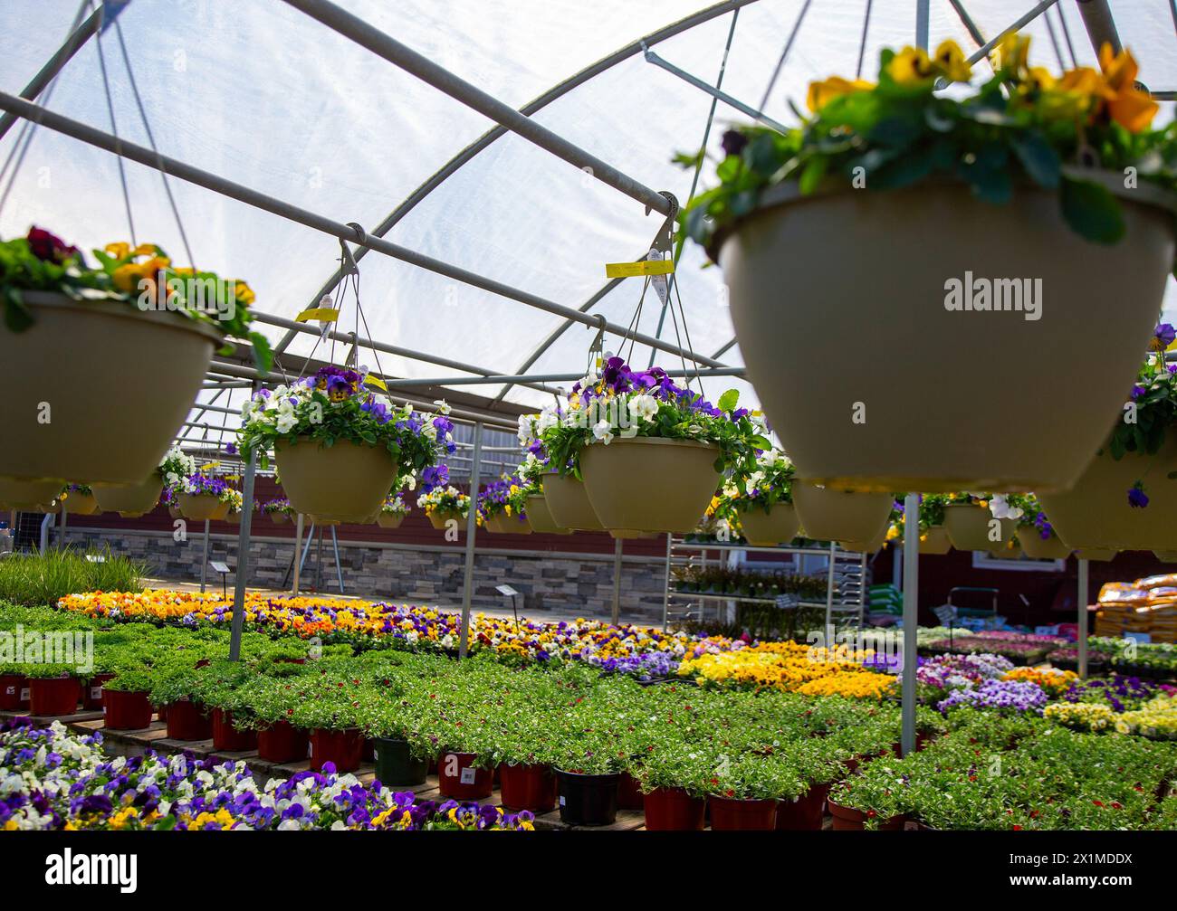 Hängende Blumenkörbe in einem Kinderzimmer Stockfoto