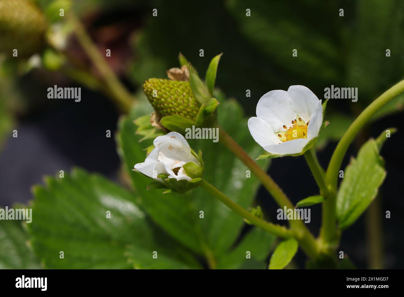 Weiße Blume auf blühender Erdbeerpflanze (Fragaria x ananassa) Stockfoto