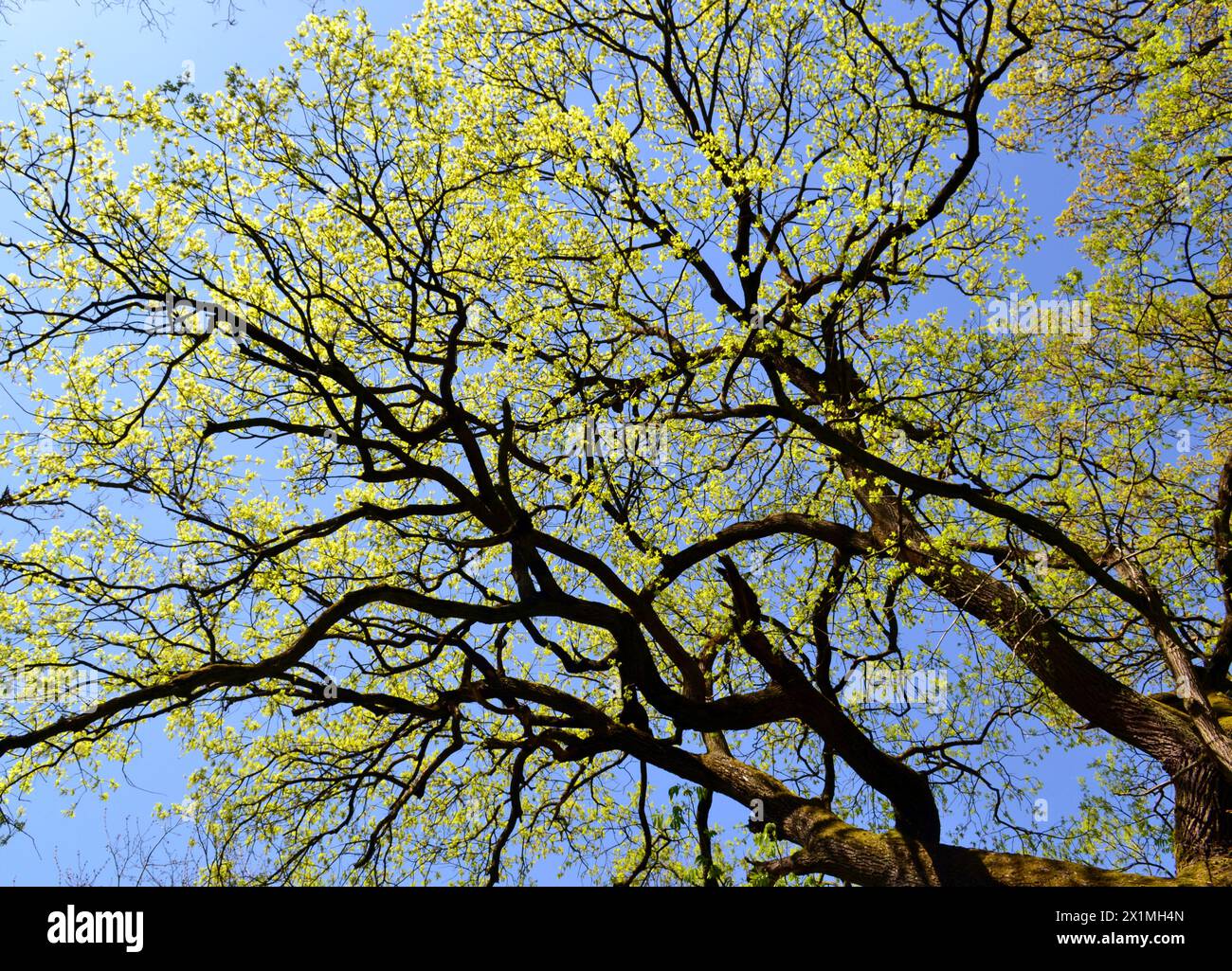 Norwegischer Ahornbaum. Roter König Baum, bosnischer großer Ahorn Stockfoto