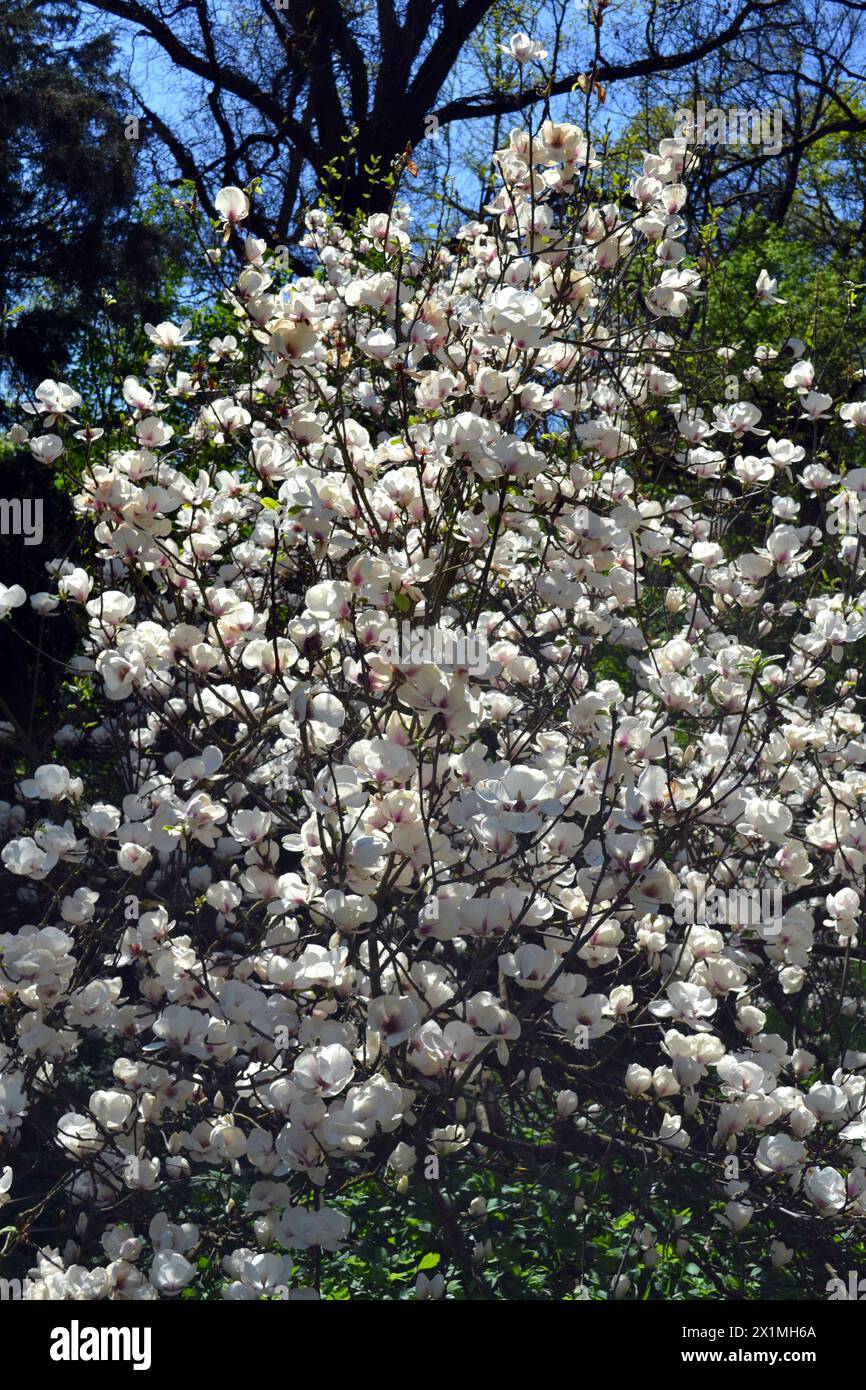 Weißer Magnolienbaum vor blauem Himmel Stockfoto