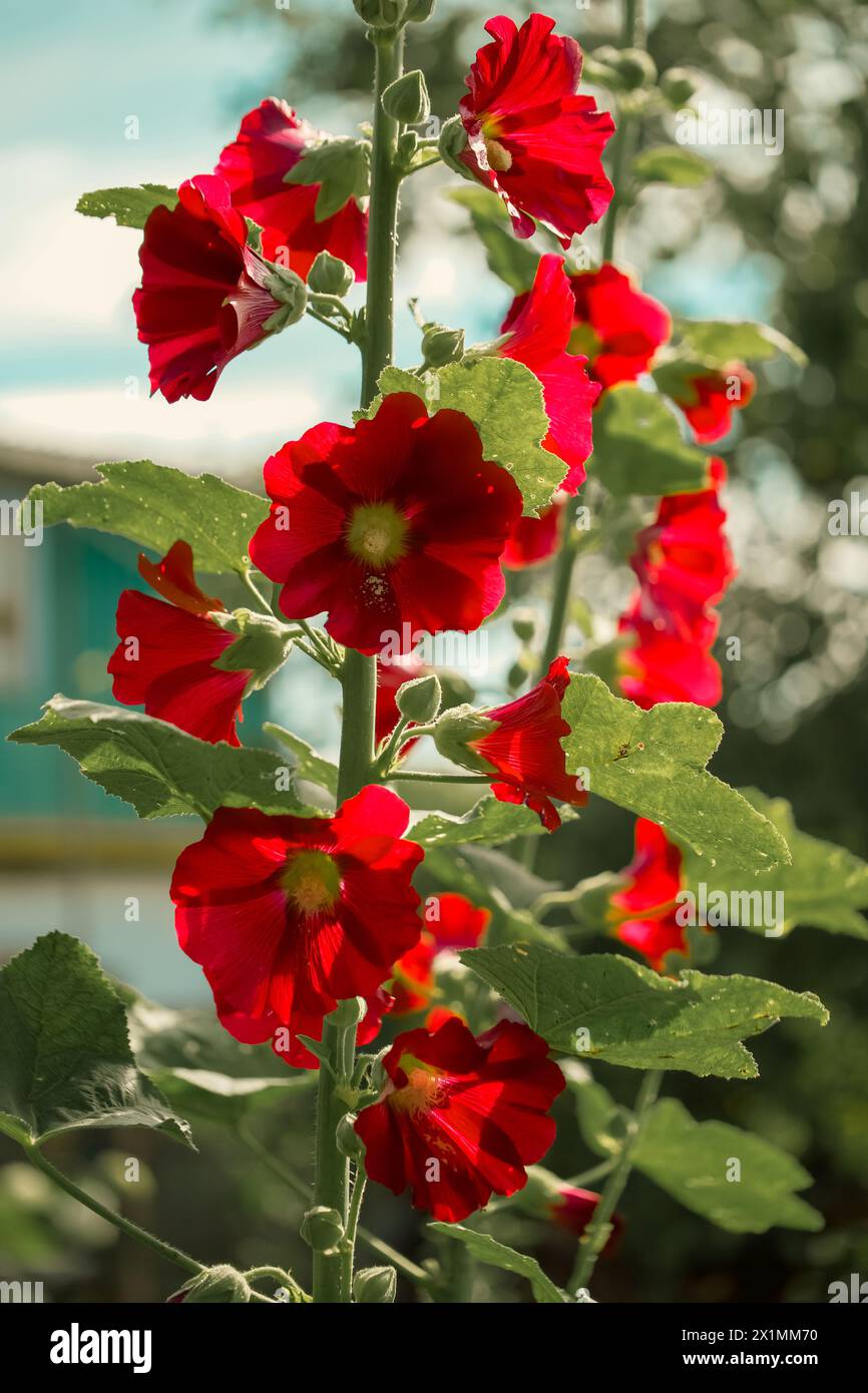 Rote Blumen und grüne Blätter werden durch natürliches Licht beleuchtet und zeigen ihre lebendigen Farben. Stockfoto