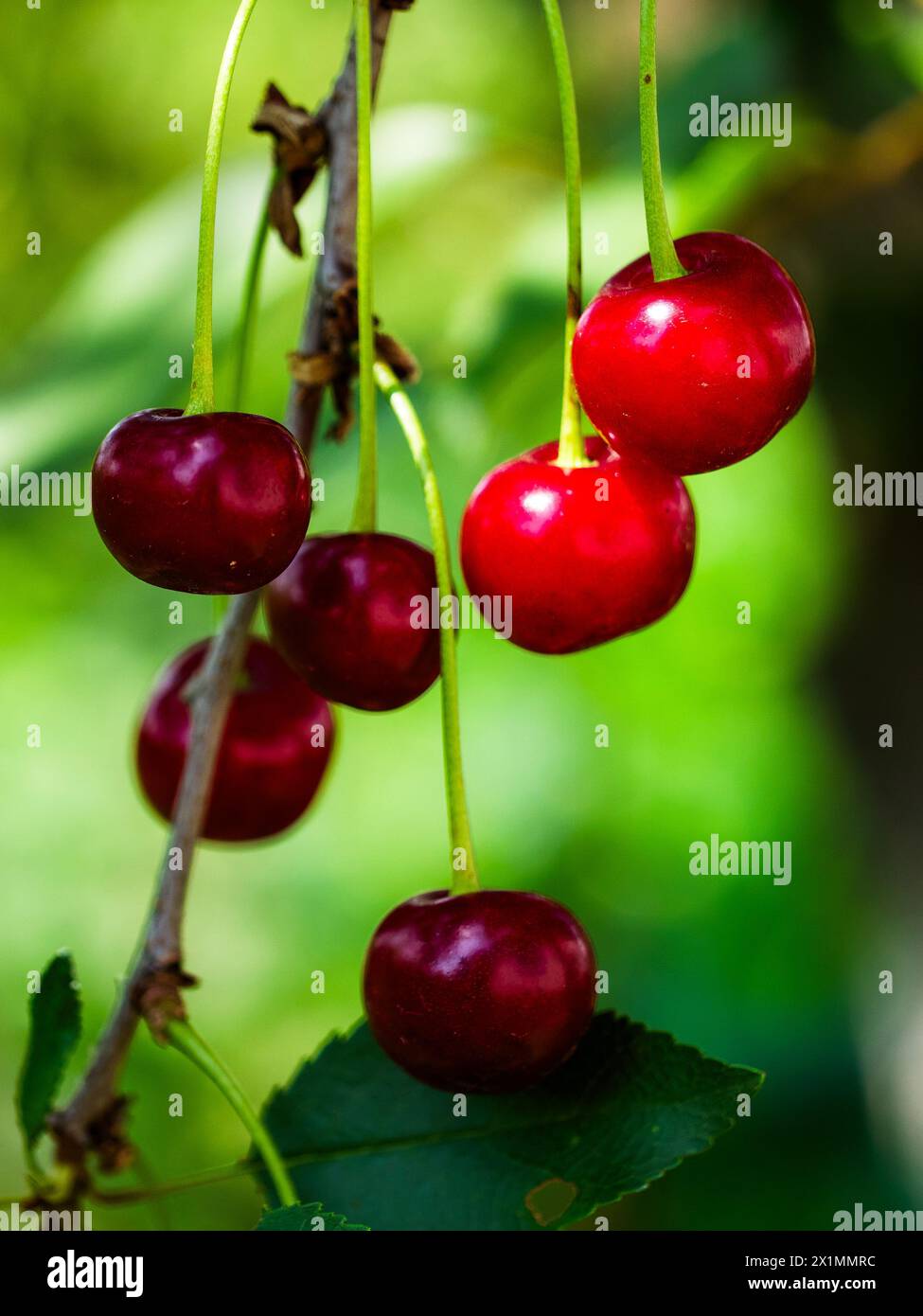 Dieses Bild zeigt reife Kirschen auf einem Baum, hervorgehoben durch Sonnenlicht. Perfekt für Inhalte im Zusammenhang mit Sommer, Obsternten oder Werbung für natürliche Lebensmittel Stockfoto