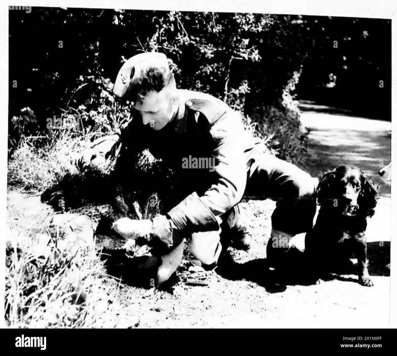 Lance Corporal Chadwick bereitet sich darauf vor, ein Frettchen in ein Rattenloch zu legen, während sein Rattenhund Teddy bei der Bekämpfung von Schädlingen der British Army unterstützt. Stockfoto