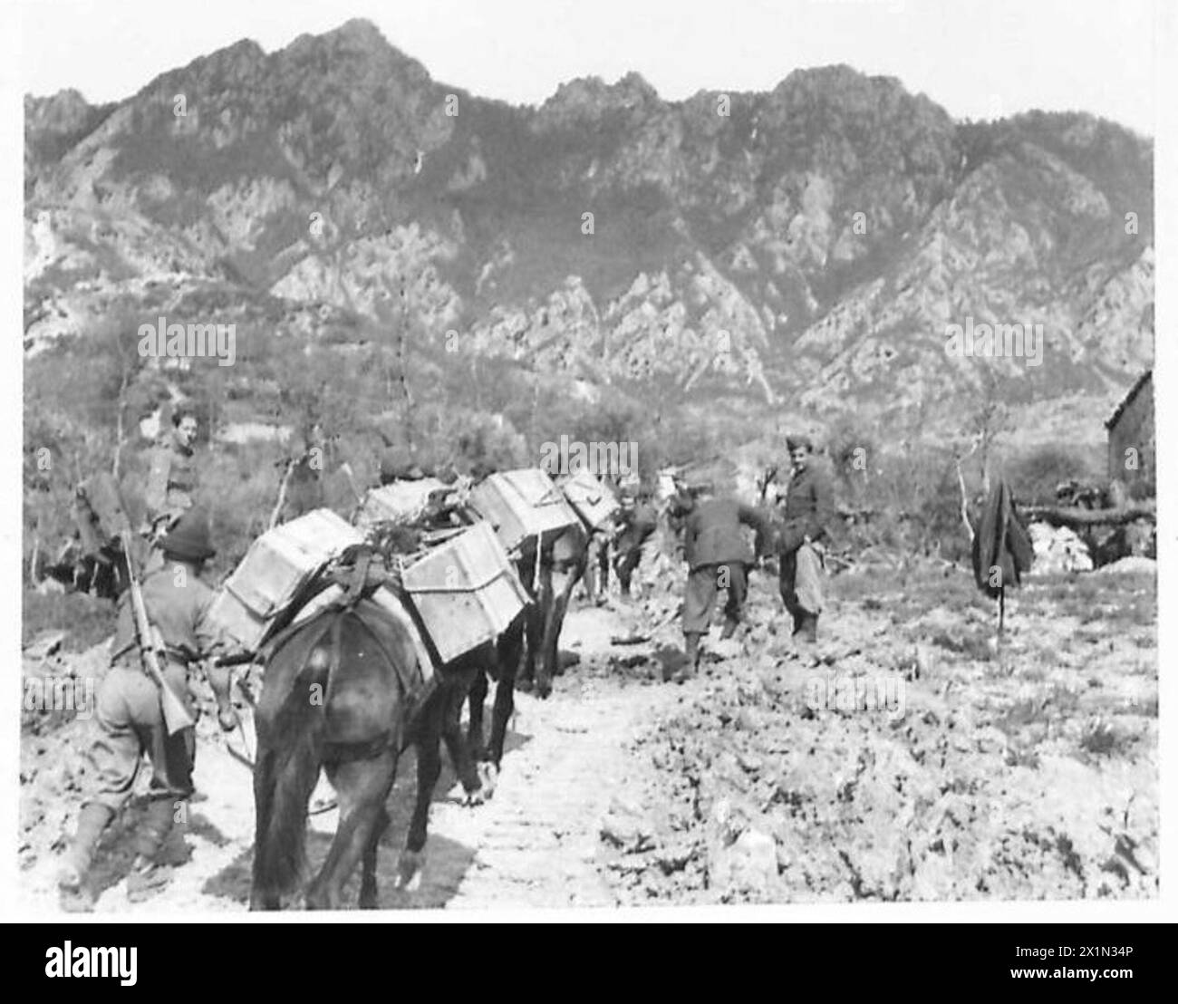 ITALIENISCHES BEFREIUNGSKORPS - ein italienisches Team von Maultieren überholt italienische Pioniere beim Bau einer Bergstraße, der britischen Armee Stockfoto