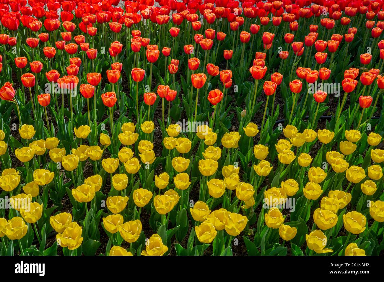 Viele kolofrul bunte Tulpen in voller Blüte Stockfoto
