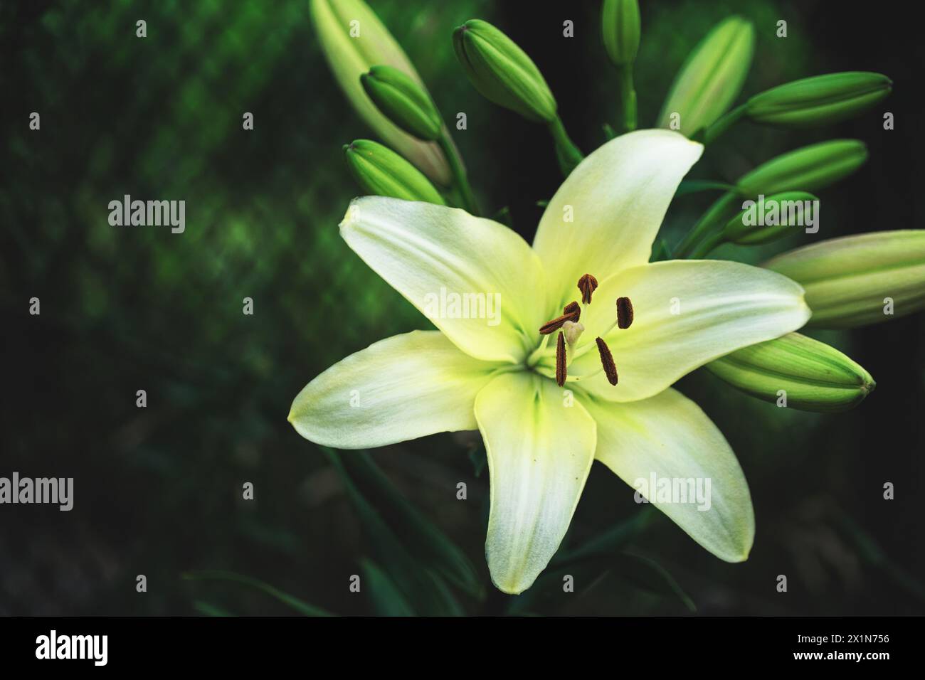 In diesem klaren Bild wird eine einsame Lilie im Grünen festgehalten, die das Wesen des Bauernlebens und die Einfachheit der Natur zeigt. Stockfoto