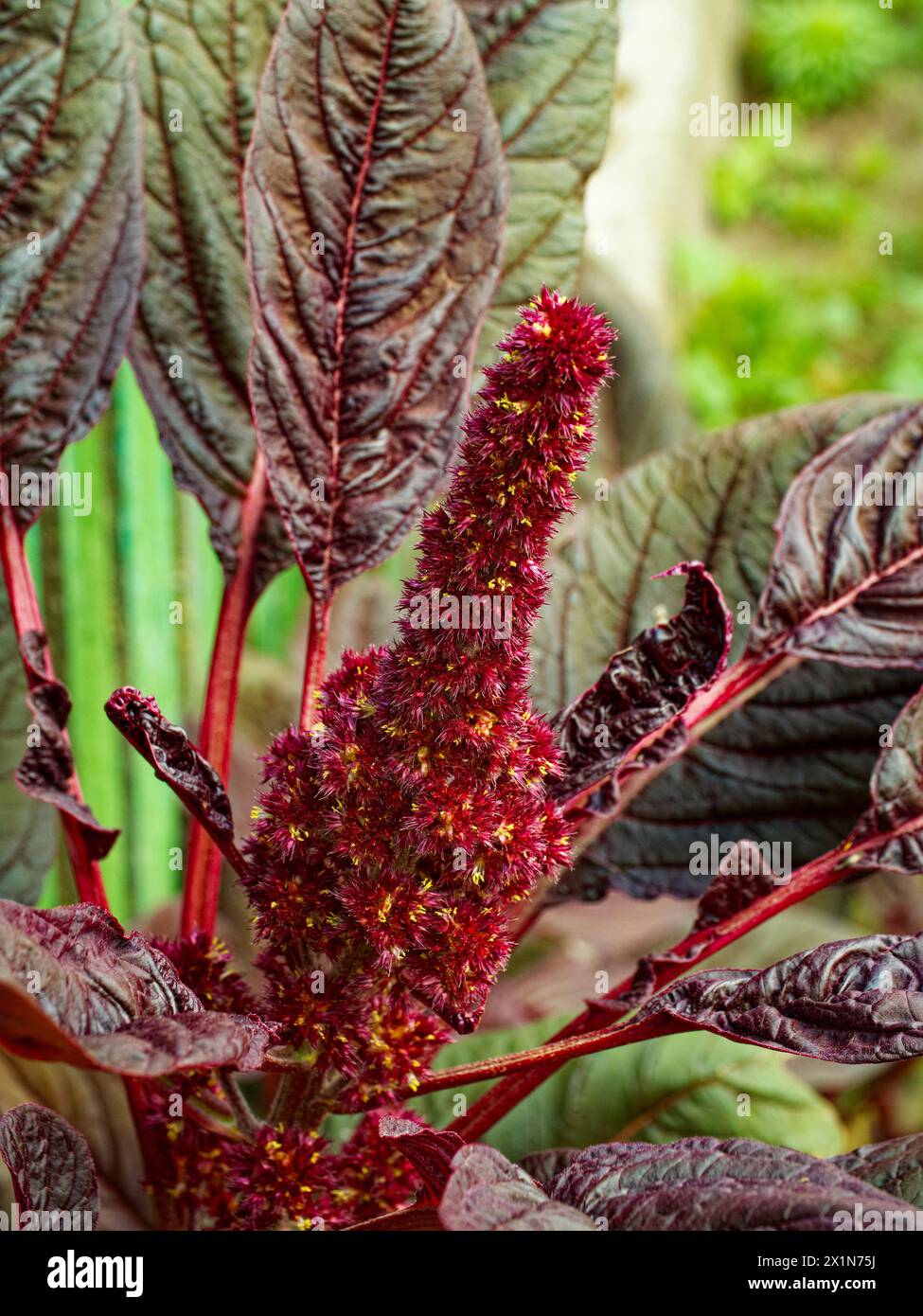 Eine lebendige Darstellung einer roten Blumenstruktur inmitten kontrastierender dunkler Blätter, die ein Gefühl von Wachstum ausstrahlen. Stockfoto
