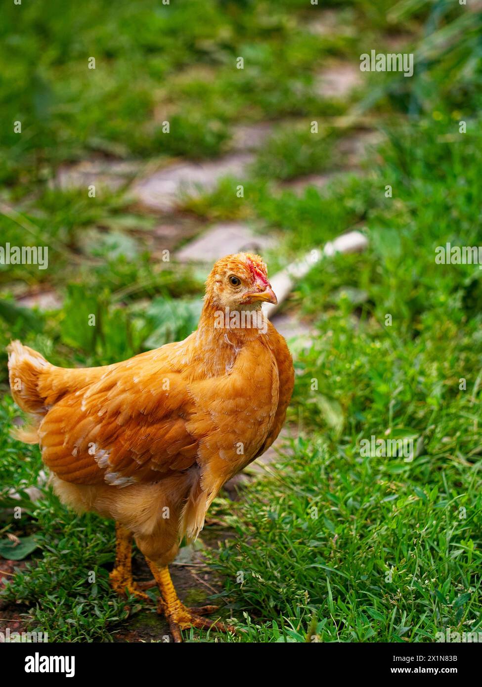 Ein klares Foto von einem braunen Huhn, das durch dichtes grünes Gras navigiert, das Ruhe und die raue Schönheit der Natur ausstrahlt. Stockfoto