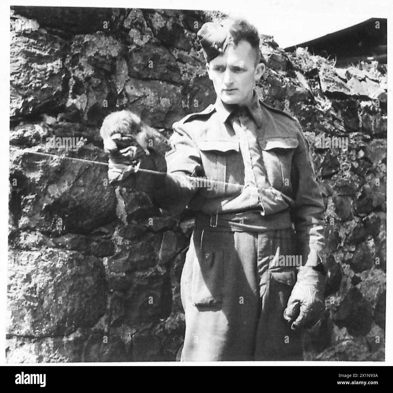 DIE BRITISCHE ARMEE IN GROSSBRITANNIEN, 1939-1945 - die Einheit war wahrscheinlich die einzige bekannte Rattenzerstörungseinheit in der britischen Armee bis zum Zeitpunkt der Aufnahme dieses Fotos. Lance Corporal Chadwick, ein Rattenpfleger seines zivilen Berufs (wie auch sein Vater), verfügte über eine Reihe von Frettchen und ausgebildeten Hunden. Er stammt aus Bolton, Lancashire. Lance Corporal A. Chadwick vom Rat Destruction Squad, Army Department Hygiene Northern Ireland, hält ein Frettchen, eines der Tiere seiner Einheit, 16. Juli 1943, British Army Stockfoto