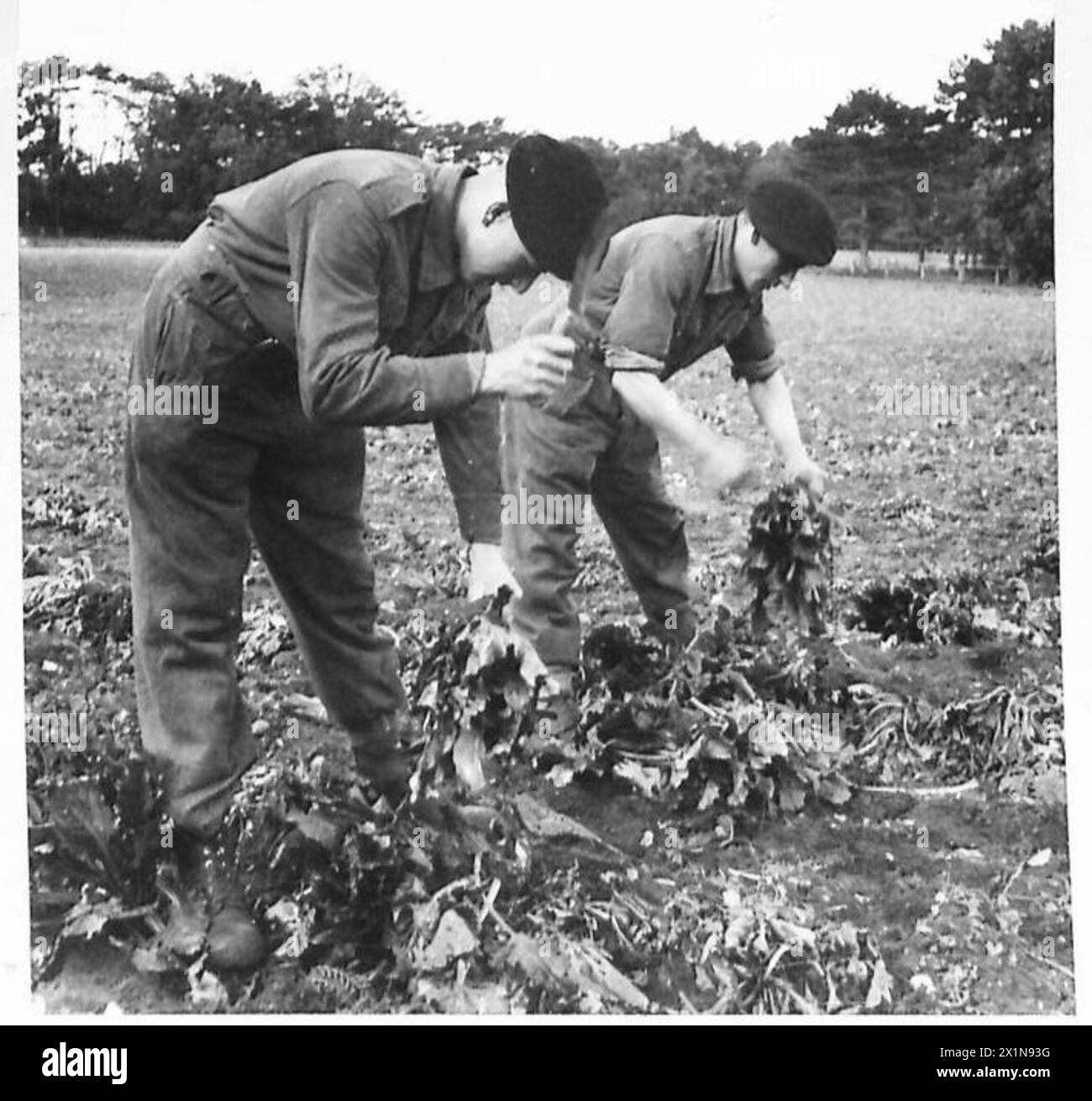 TRUPPEN HELFEN BEI DER ERNTE VON ZUCKERRÜBEN - Truppen, die beim Sammeln der Zuckerrüben-Ernte im Eastern Command geholfen haben, die Rüben für den Transport zur Fabrik, der British Army, vorzubereiten Stockfoto