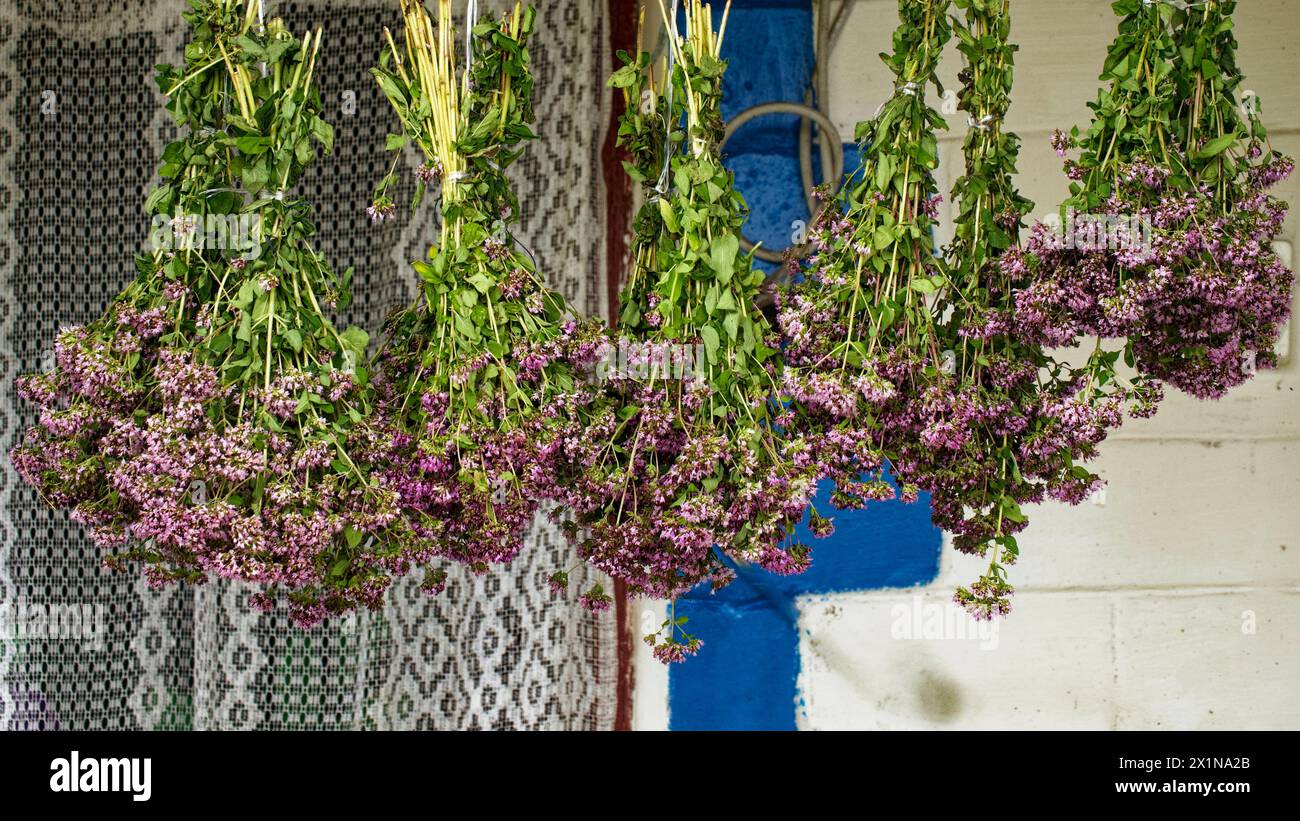 Hängende Blütenbündel mit markanten violetten Tönen und grünen Stielen schaffen einen optisch ansprechenden Kontrast; eine Aura der Ruhe durchzieht die Szene. Stockfoto