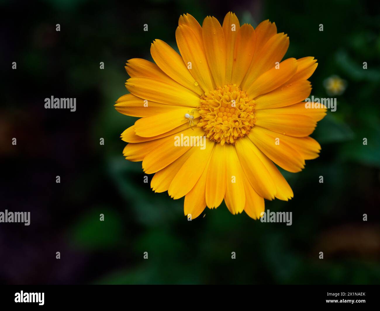 Die Nahaufnahme einer blühenden gelben Blume mit ihrer komplizierten Blütenstruktur und ihren zentralen Scheibenröschen unterstreicht die dunkle Kulisse ihre visuelle Attraktivität Stockfoto