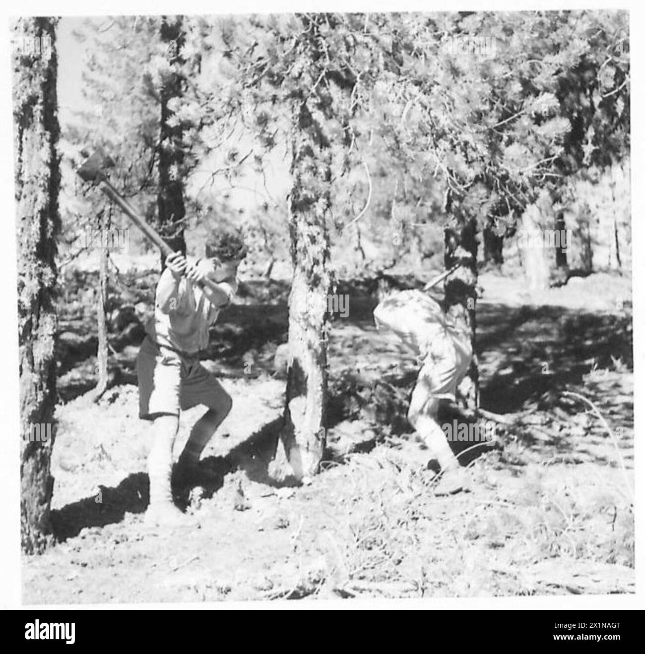 Eine Cyprus Volunteer Force forstwirtschaftliche Firma führt Baumfällungen als Teil ihrer Aufgaben bei der British Army durch. Stockfoto