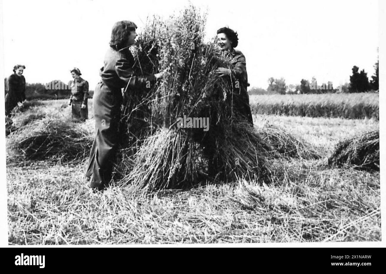 Frauen, die in Unterstützungsrollen der 21. Armee der britischen Armee dienten, unterstützten die Ernte in der Normandie während der dienstfreien Stunden am Nachmittag. Stockfoto