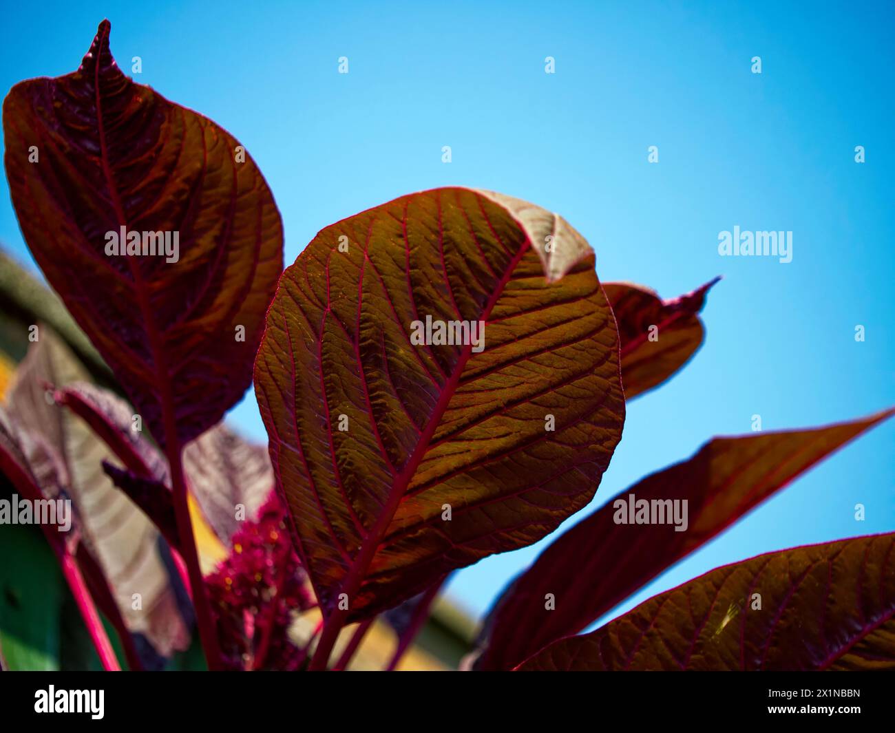 Nahaufnahme von roten Blättern mit auffälligen Adern vor blauem Himmel, lebhaft und für naturbelassene Inhalte geeignet. Stockfoto
