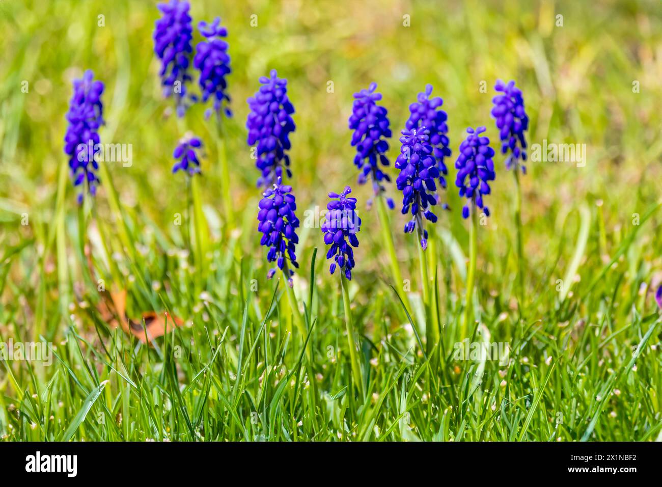 Muscari. Die gebräuchliche Bezeichnung für die Gattung ist Traubenhyazinthe, die als Zierpflanzen im Garten verwendet wird. Stockfoto