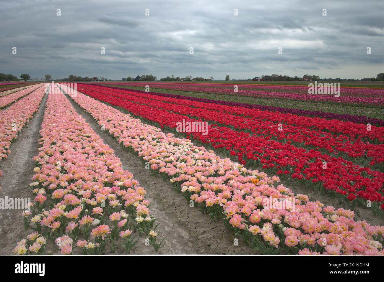Tulpenveld Met Heel veel mooie kleuren en soorten. Stockfoto