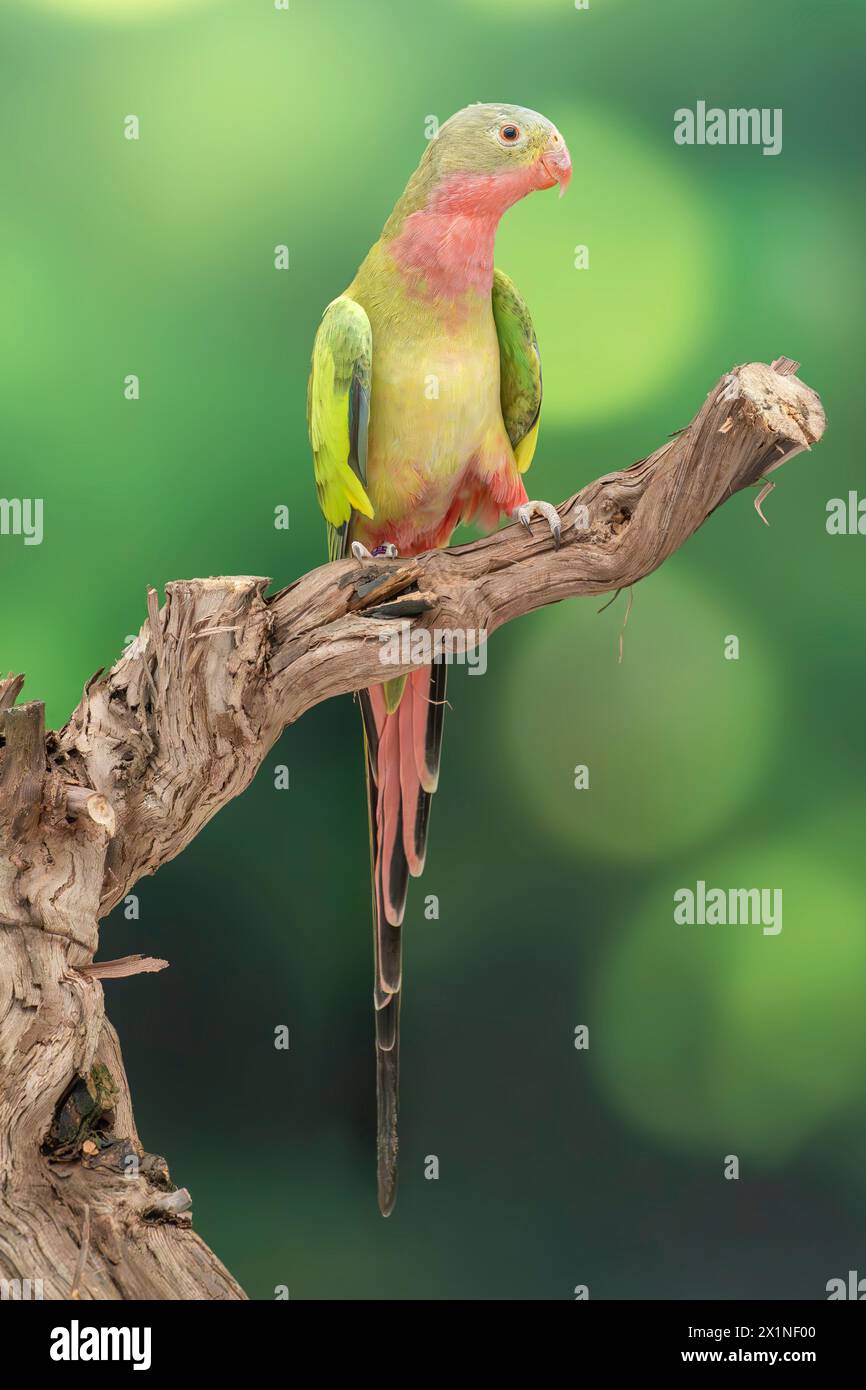 prinzessin Papagei, Polytelis alexandrae Stockfoto