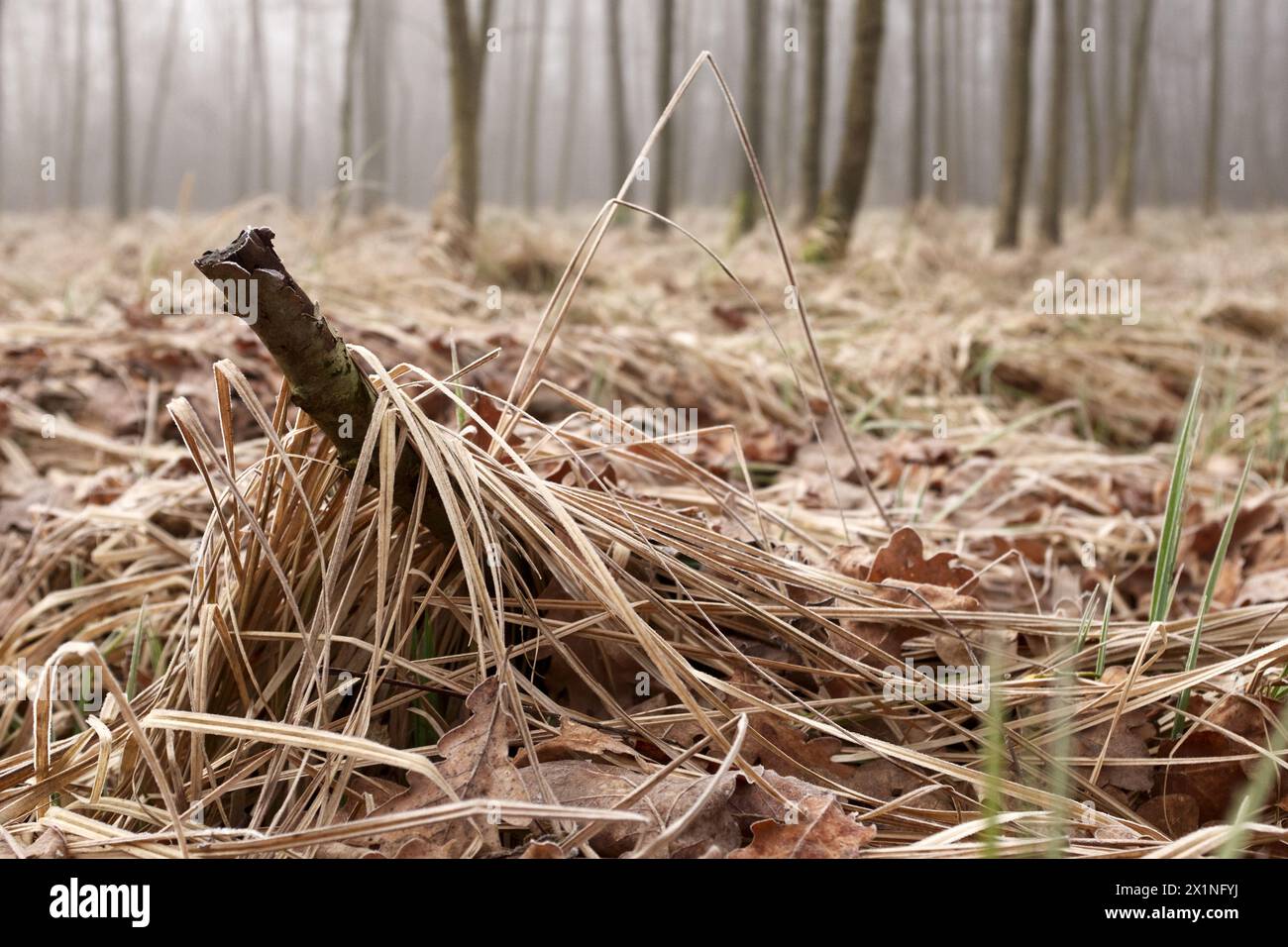 Geheimnisvoller Nebel unter den Bäumen im Herbstwald in Tschechien. Stockfoto