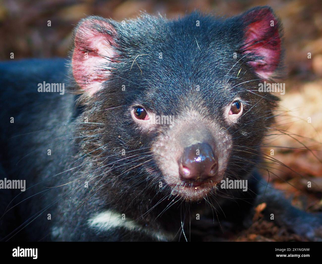 Wunderbarer charismatischer Tasmanischer Teufel mit hellen Augen und unverwechselbaren Merkmalen. Stockfoto