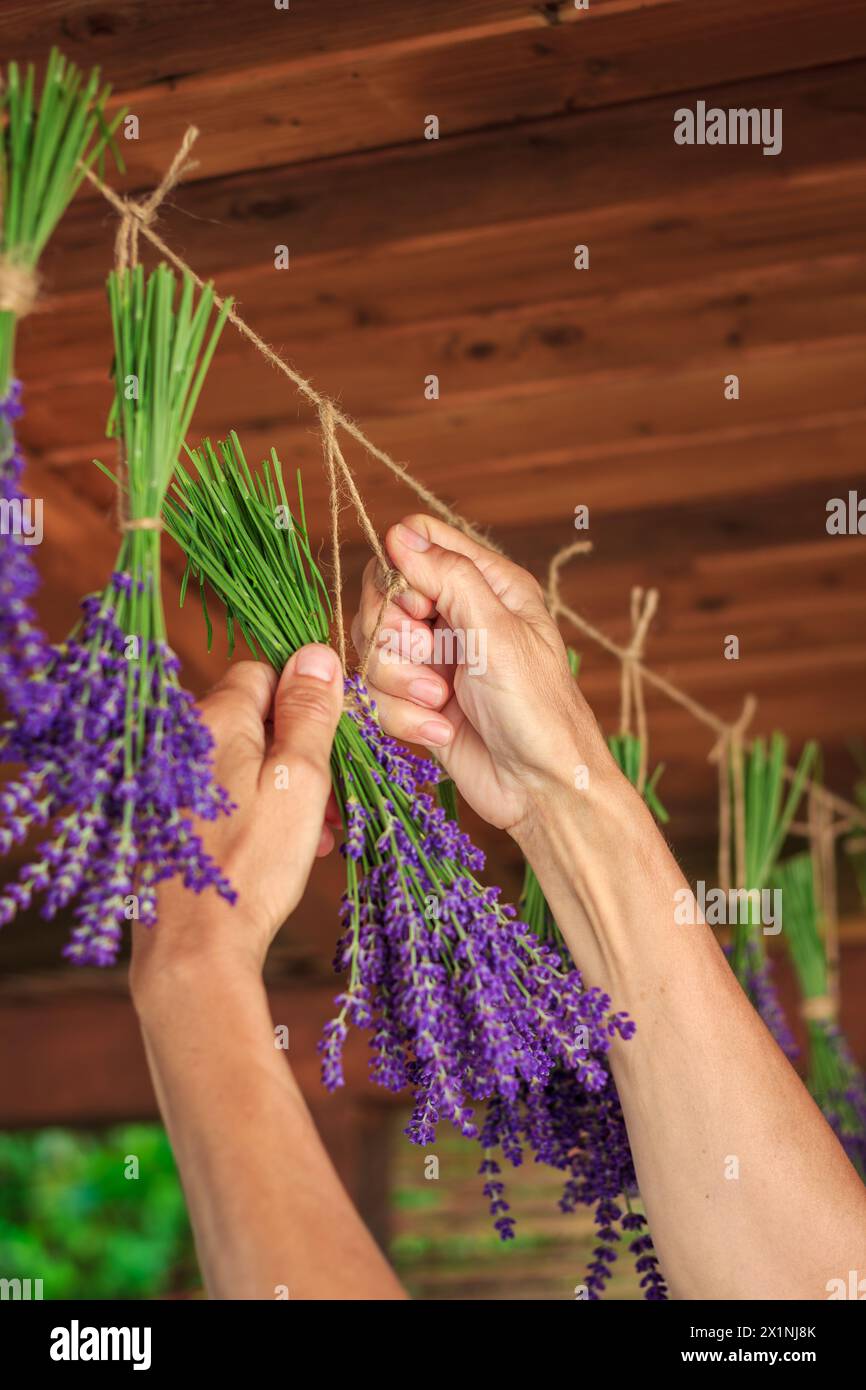 Hände hängen einen Haufen Lavendelblumen an der Schnur. Trocknungskräuter für die alternative Medizin Stockfoto