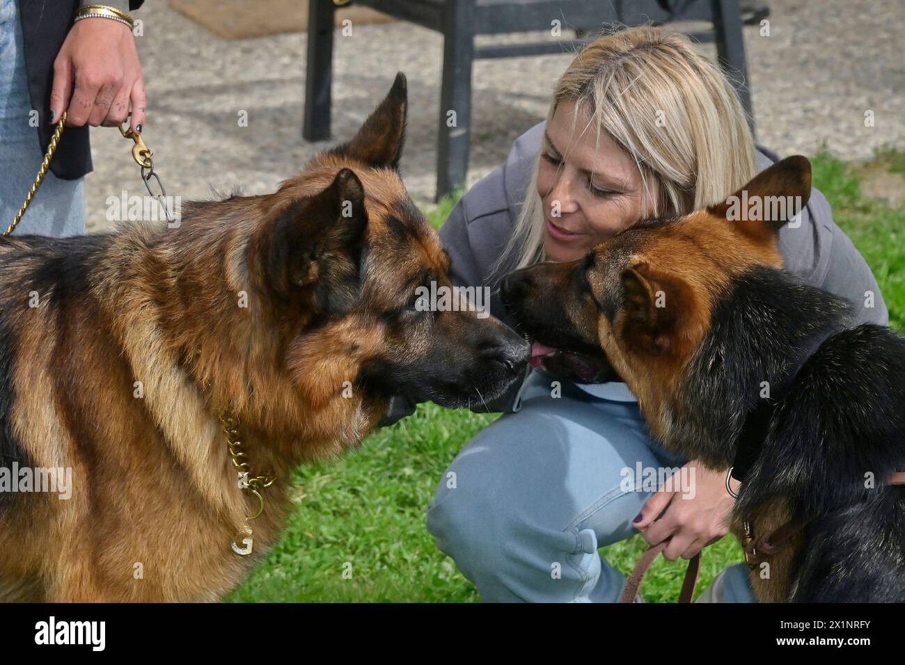 Tiziano Manzoni/LaPresse 17--04- 2024 Bergamo, Italia Cronaca Bergamo Rifugio Barattieri Arzago D'Adda (BG) il famoso pastore tedesco G&#xfc;nther VI adotter&#xe0; la lupacchiotta Cindy nella foto le due „tate“ di unter con il nuovo arrivato a cui viene applikato manzono- dorzio- 04- 2024 Bergamo, Italia Cronaca Bergamo Rifugio Barattieri Arzago D'Adda (BG) il famoso pastore tedesco G&#xfc;nther VI adotter&#xe0; la lupacchiotta Cindy nella foto le due „tate“ di unter con il nuovo arrivato a cui viene applicato un Co Stockfoto