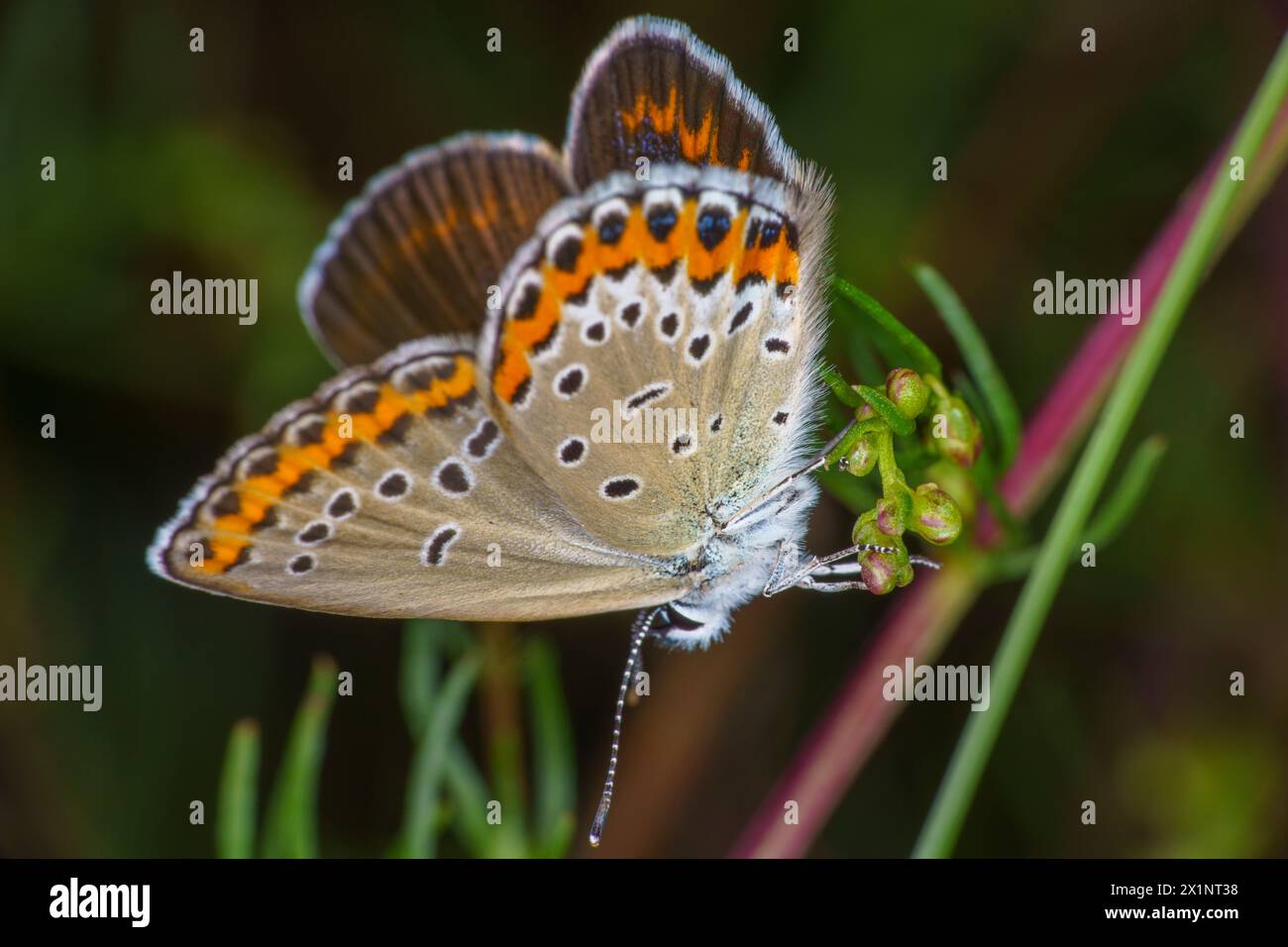 Polyommatus icarus Familie Lycaenidae Gattung Polyommatus Europäischer gemeiner Blauer Schmetterling wilde Natur Insektenfotografie, Bild, Tapete Stockfoto