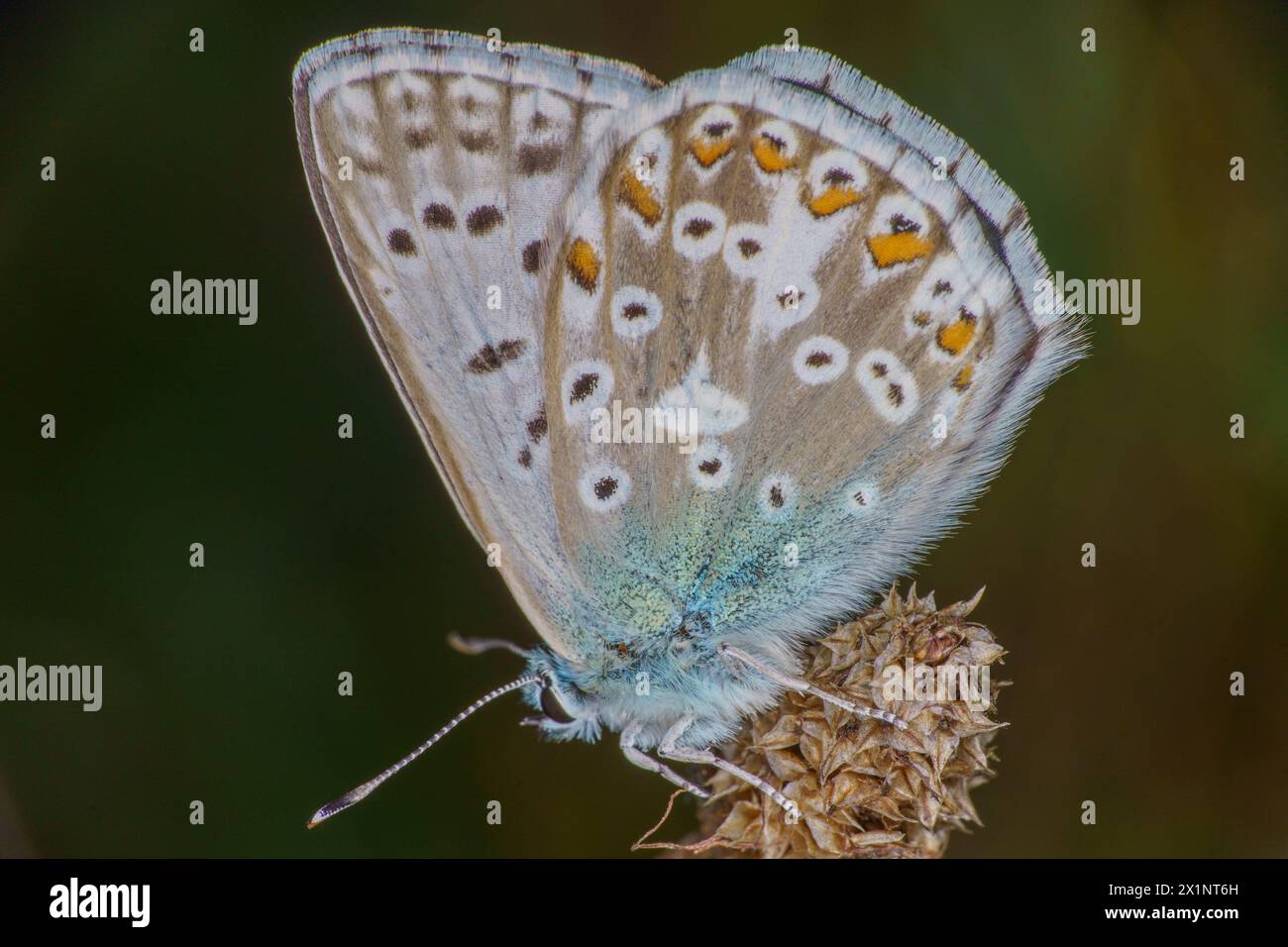Polyommatus icarus Familie Lycaenidae Gattung Polyommatus Europäischer gemeiner Blauer Schmetterling wilde Natur Insektenfotografie, Bild, Tapete Stockfoto