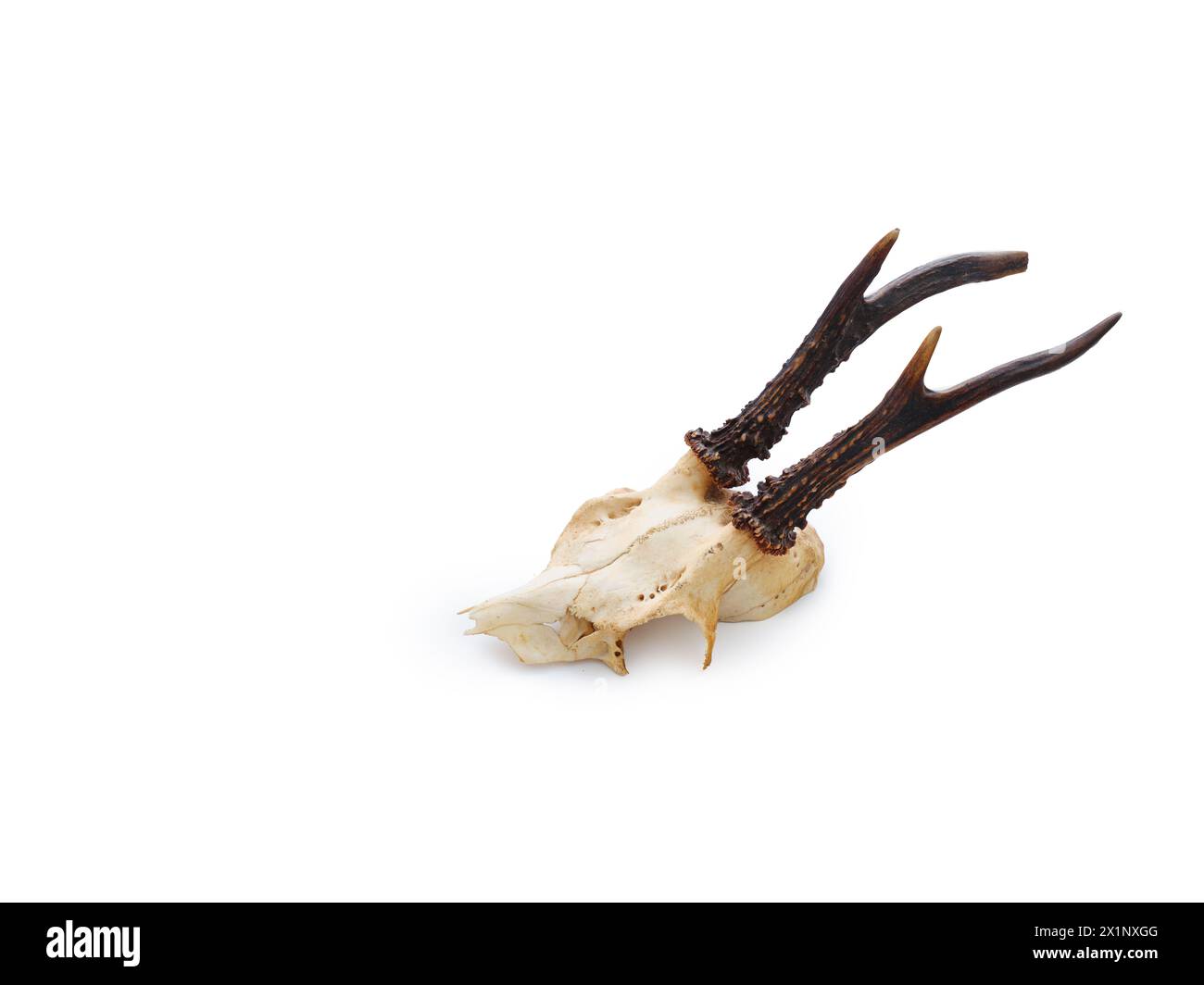 Hirschschädel Draufsicht isoliert auf weißem Hintergrund mit Kopierraum Stockfoto