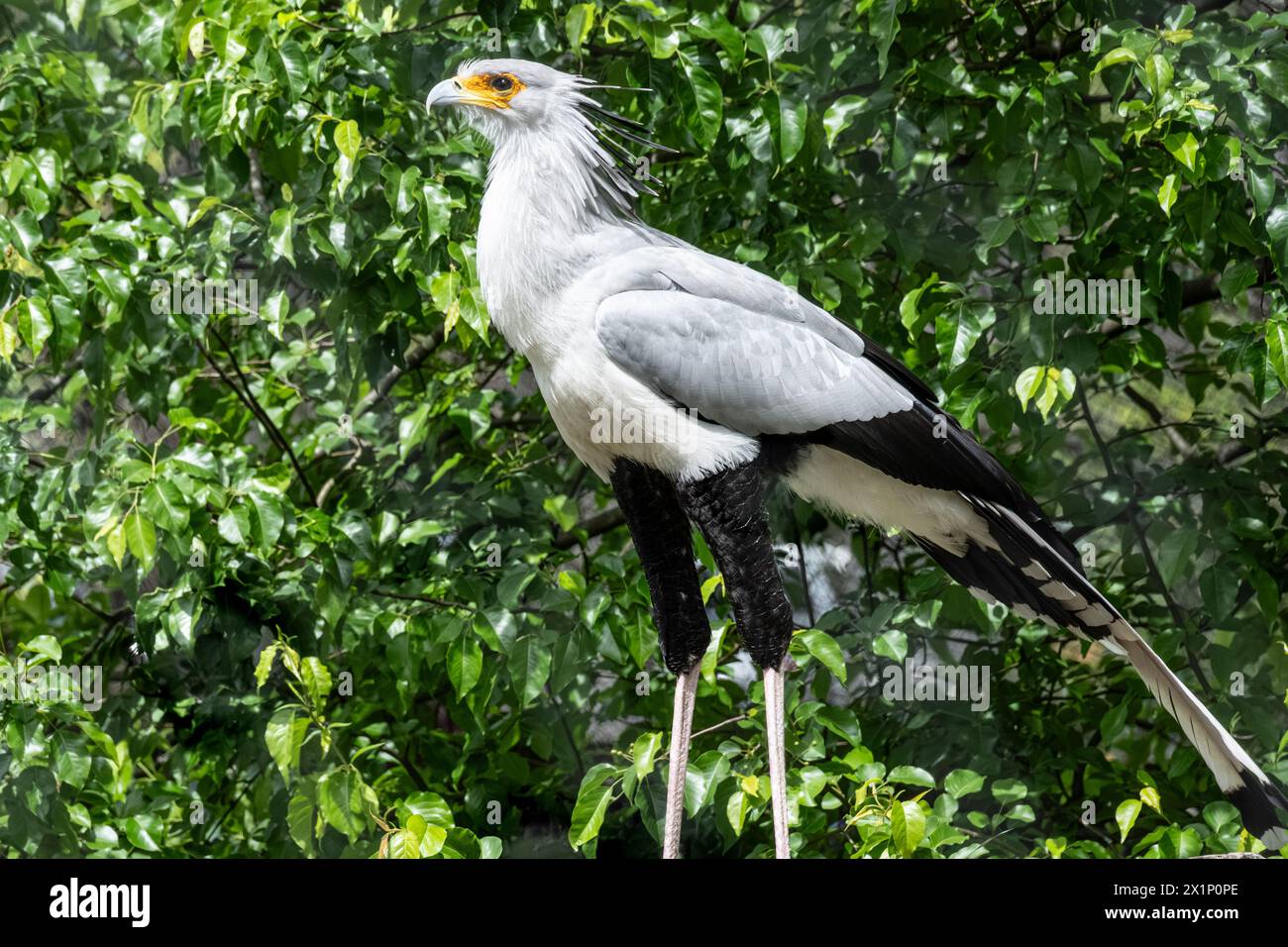 Secretary Bird (Sagittarius serpentarius), ein in Afrika endemischer Raubvogel im Birmingham Zoo in Alabama. (USA) Stockfoto