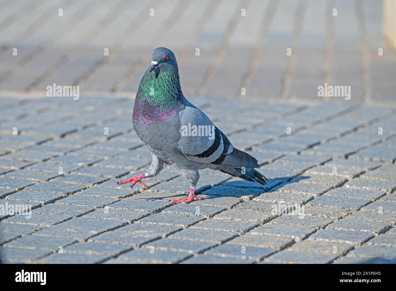 Taube, die auf Betonboden im Park läuft. Stockfoto