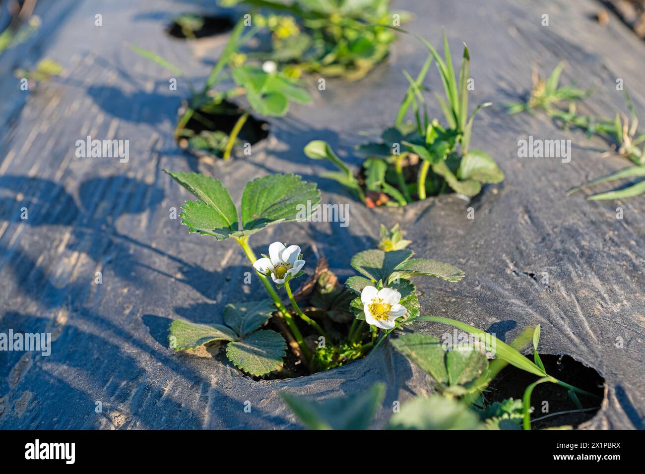 Erdbeerkeimlinge blühen im Garten und Früchte am Zweig. Stockfoto