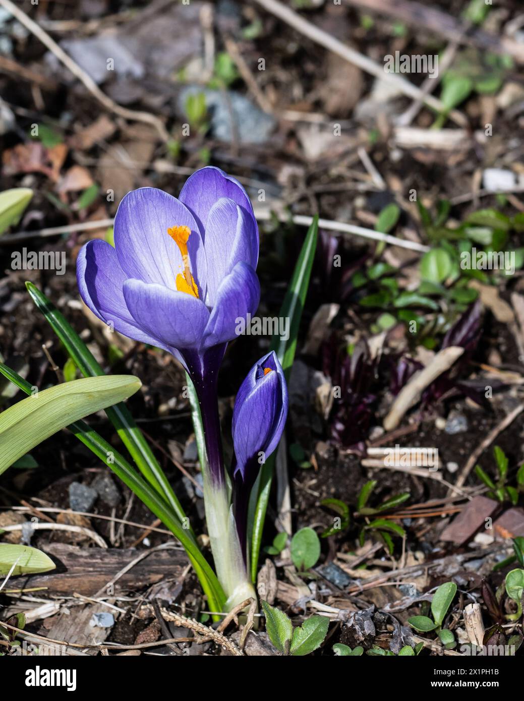 Krokusblüten, Crocus sativus, wachsen im frühen Frühjahr auf dem Waldboden in den Adirondack Mountains, NY Stockfoto