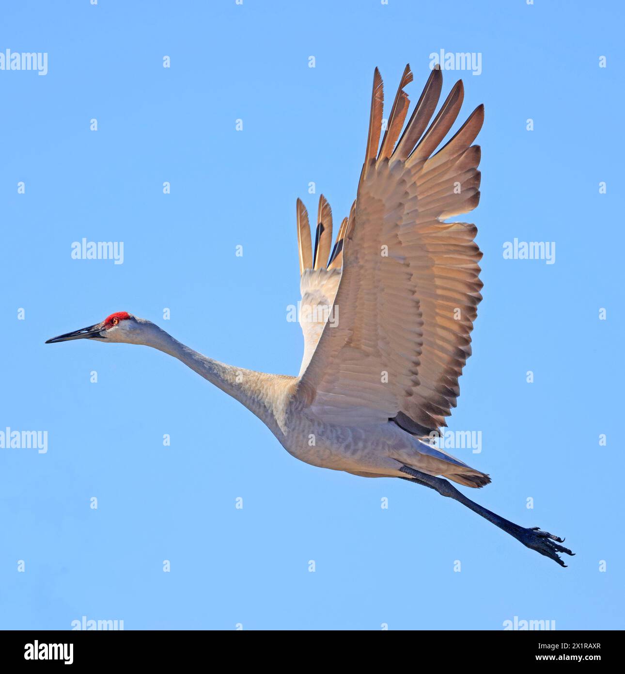 Sandhill-Kran im Flug über dem Sumpfgebiet, Dundee, Quebec Stockfoto