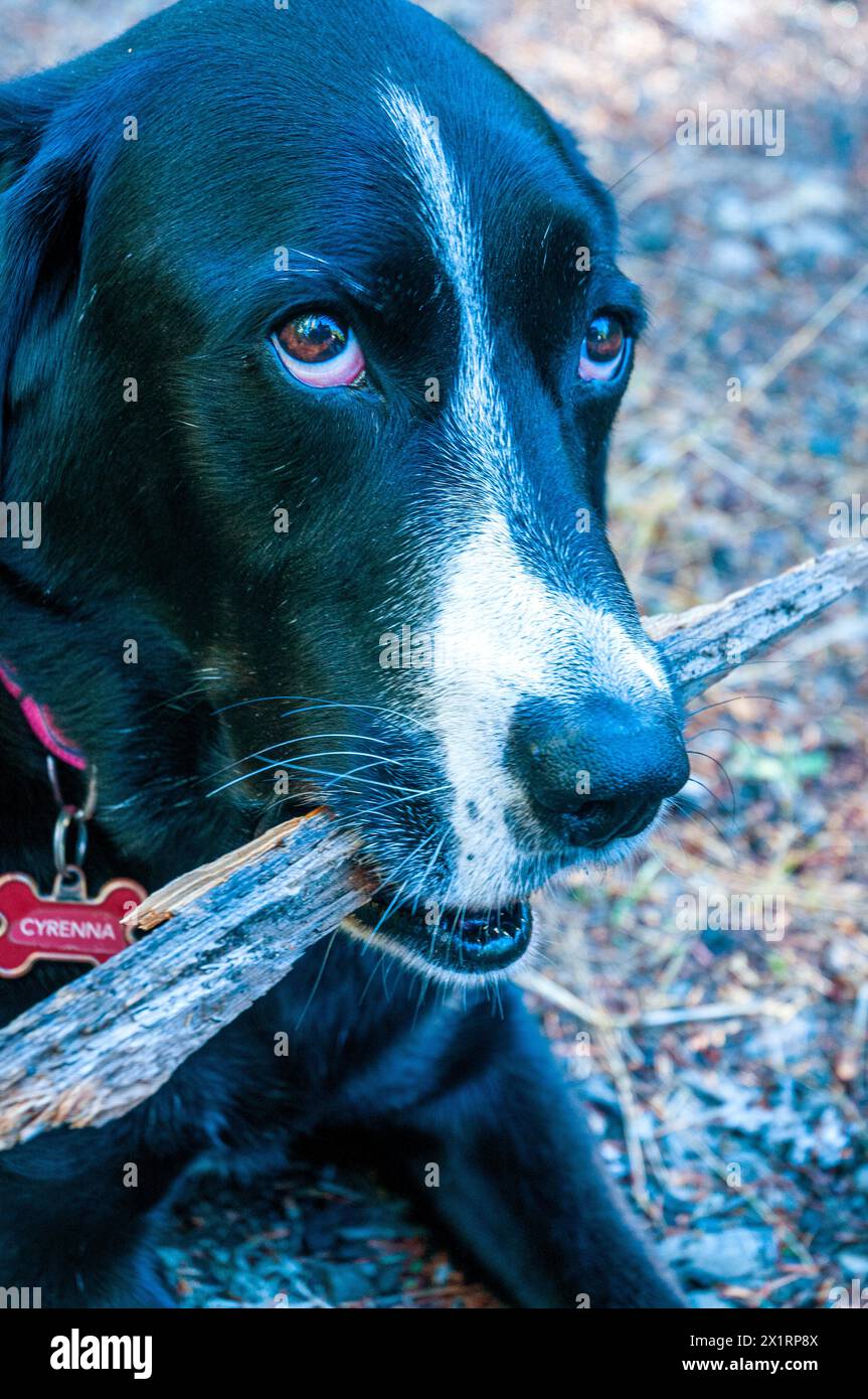 Black Lab und Collie Mix Hund kaut auf einem Stock. Portland, Oregon Stockfoto