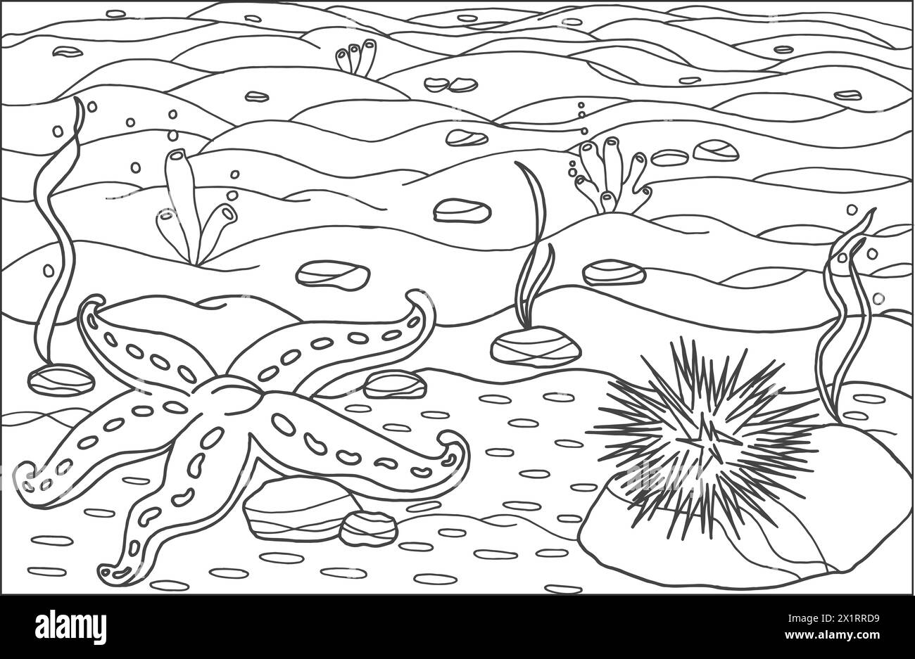 Ein Seestern mit Seeigel. Ausmalseite, handgezeichnet zur Entspannung und Stressabbau. Malbuch für Erwachsene und Kinder mit Kritzeleien, zentangle des Stockfoto