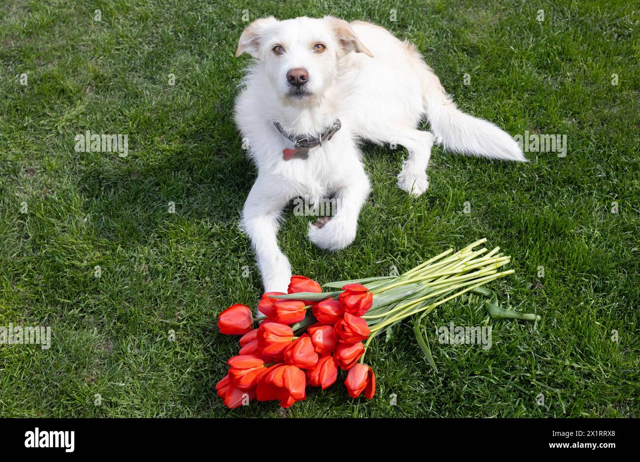 Weißer Hund liegt auf dem grünen Gras und bewacht einen Strauß roter Tulpenblüten, der davor liegt. Das Leben der Haustiere. Freundliches Geschenk für die Gastgeberin, Dankbarkeit Stockfoto