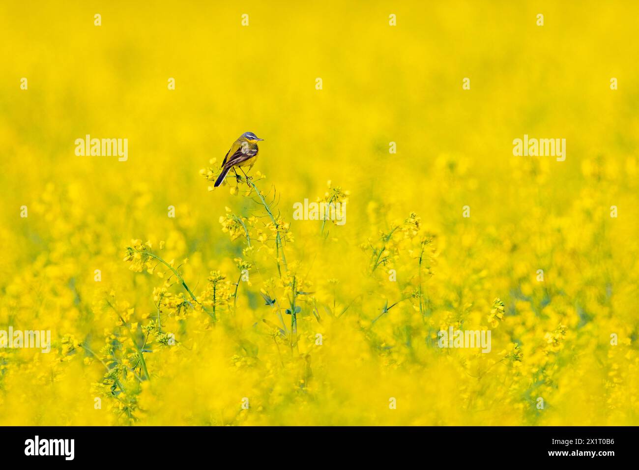 Ein gelber Bachstelz auf einem Rapsfeld Stockfoto