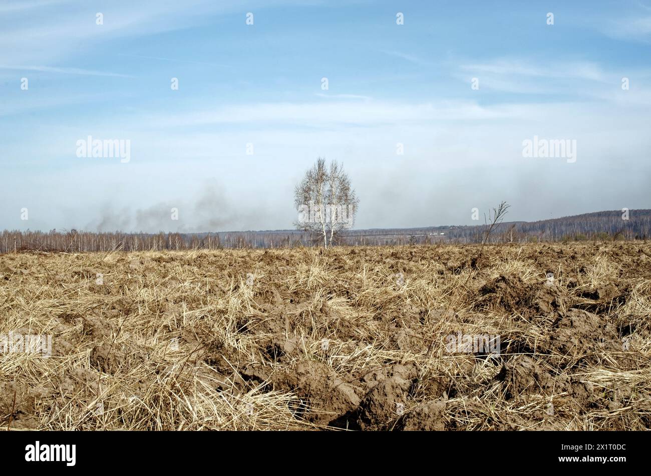 Eine einsame Birke auf einem gepflügten Feld, im Frühling Stockfoto