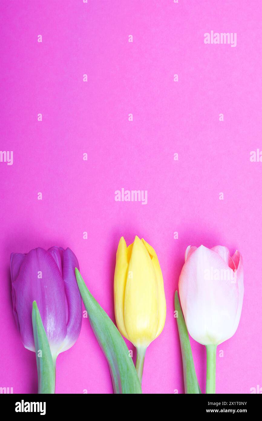 Frühlingsblumen. Tulpenstrauß verschiedener Farben vor dem Hintergrund von Fuchsia. Stockfoto