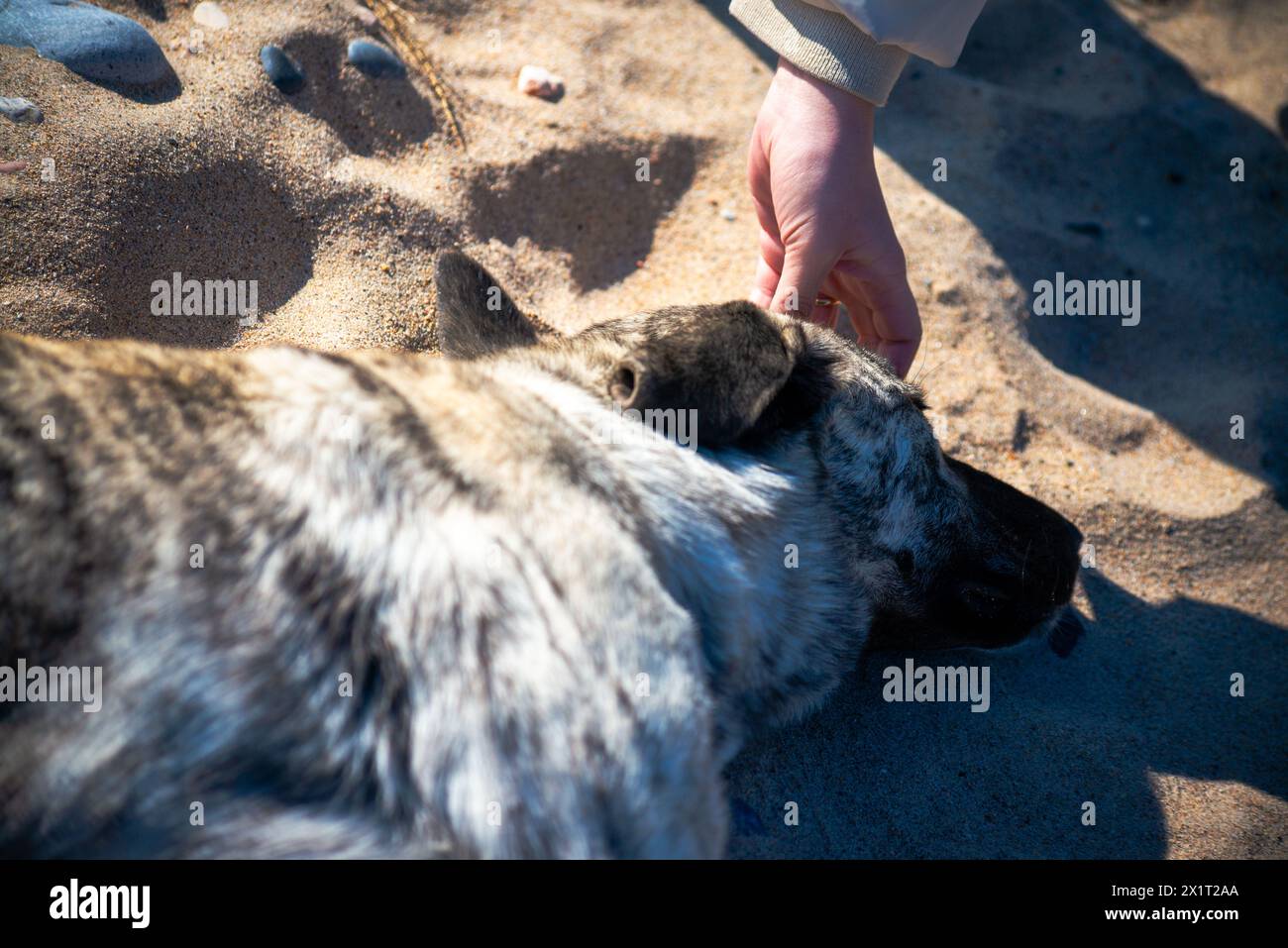 Erleben Sie einen herzerwärmenden Moment, während eine Frau einem streunenden Hund an der Sandküste Liebe und Mitgefühl zeigt. Stockfoto