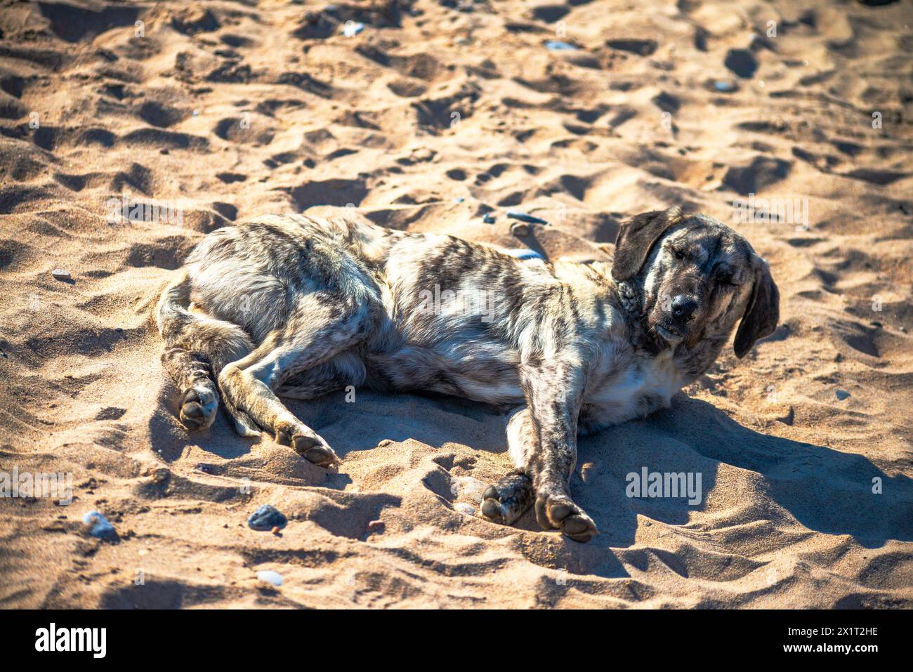 Beobachten Sie, wie ein zufriedener Hund inmitten des Küstenstrandes Glückseligkeit findet und die Sonne in ruhiger Entspannung genießt. Stockfoto