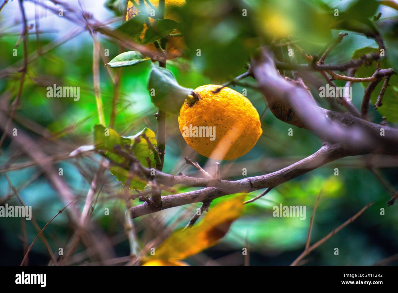 Erleben Sie die Fülle an organischen Zitronen, die an Ästen und Bäumen hängen, reif und bereit für die Ernte aus dem Garten. Stockfoto