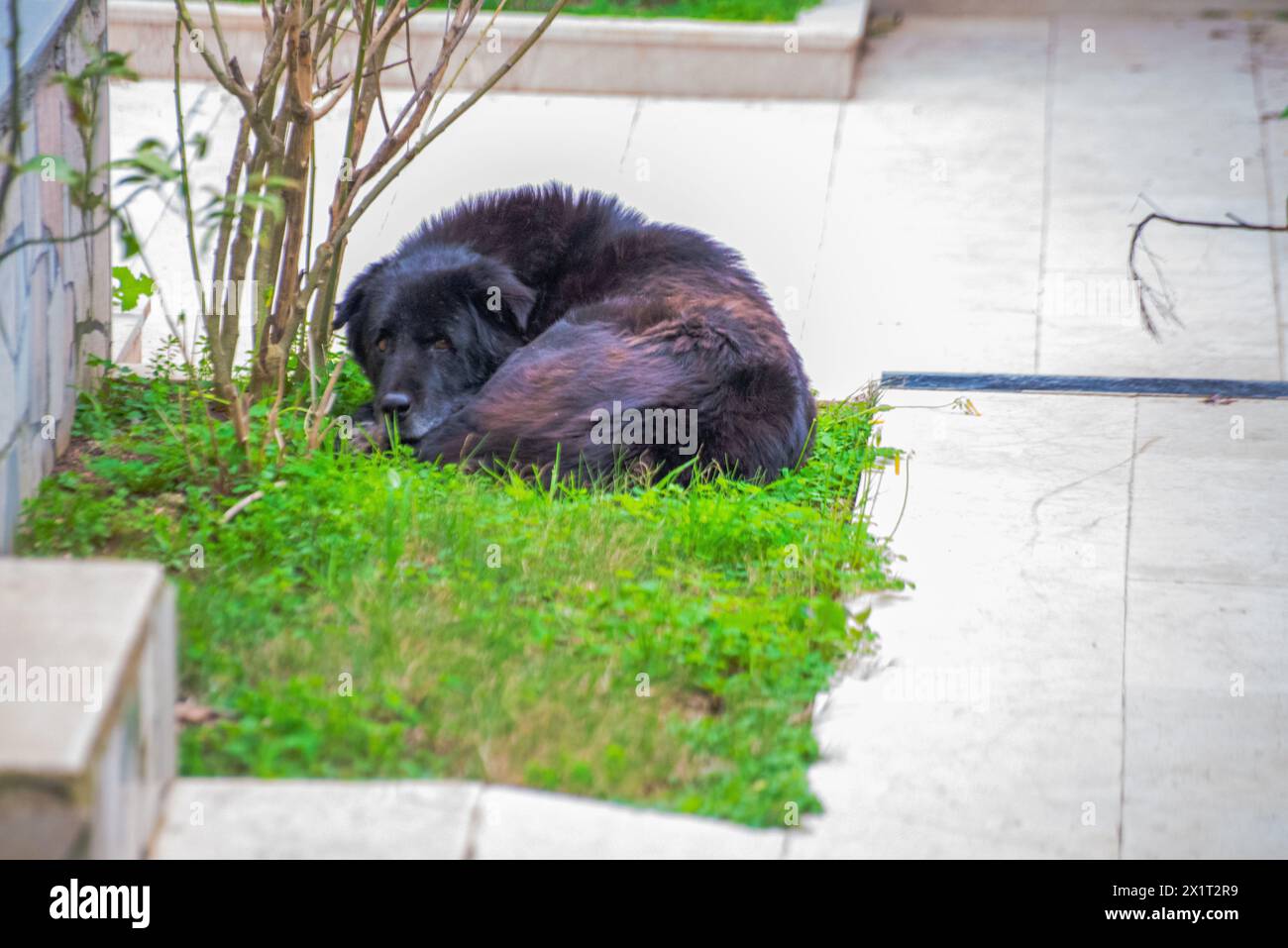 Finden Sie Ruhe in einem ruhigen Schlaf, während der verschlafene schwarze Hund im Garten liegt, eingebettet in das üppige grüne Gras. Stockfoto