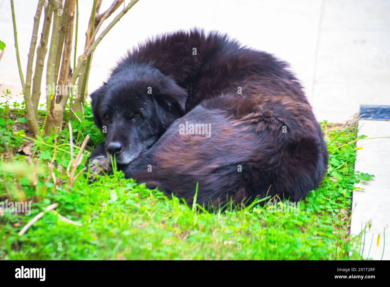 Finden Sie Ruhe in einem ruhigen Schlaf, während der verschlafene schwarze Hund im Garten liegt, eingebettet in das üppige grüne Gras. Stockfoto