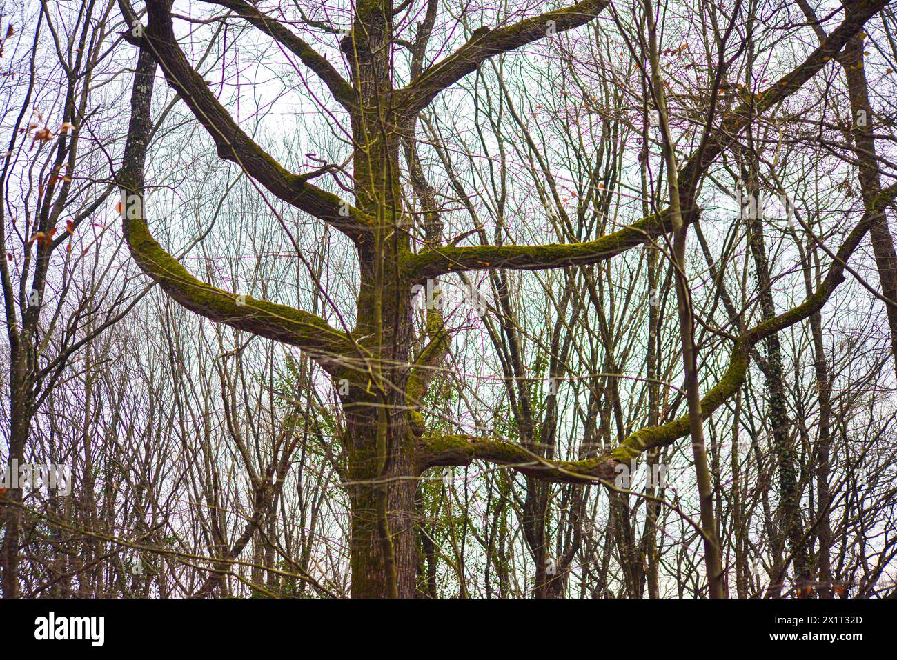 Ein fesselndes Bild von einem gabelartigen Baumstamm und Ästen, das die Schönheit der Divergenz innerhalb der Einheit der Natur unterstreicht. Stockfoto