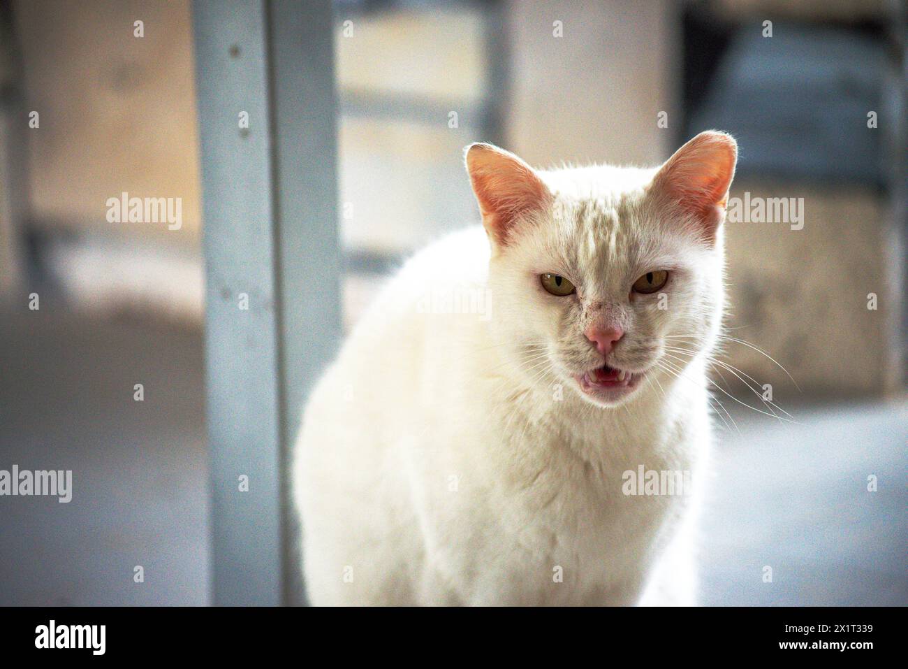 Beobachten Sie die frostige Wut, während die weiße Katze eine aggressive Haltung einnimmt, zischt und widerstreitet. Stockfoto Beobachten Sie die frostige Wut, während die weiße Katze eine aggressive Haltung einnimmt, zischt und widerstreitet. Stockfoto